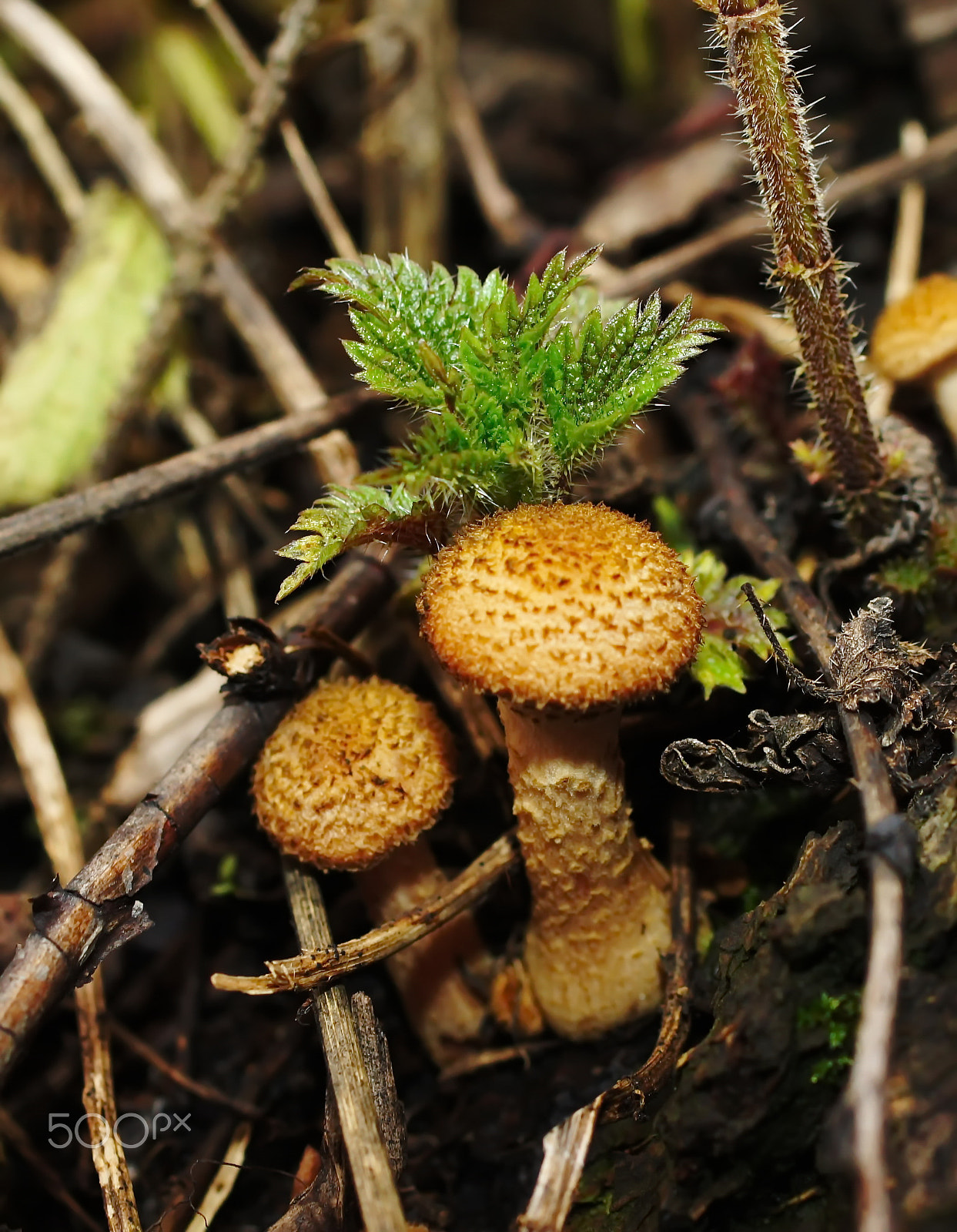 Sony Alpha DSLR-A550 + Sony DT 30mm F2.8 Macro SAM sample photo. Time for the honey agaric photography