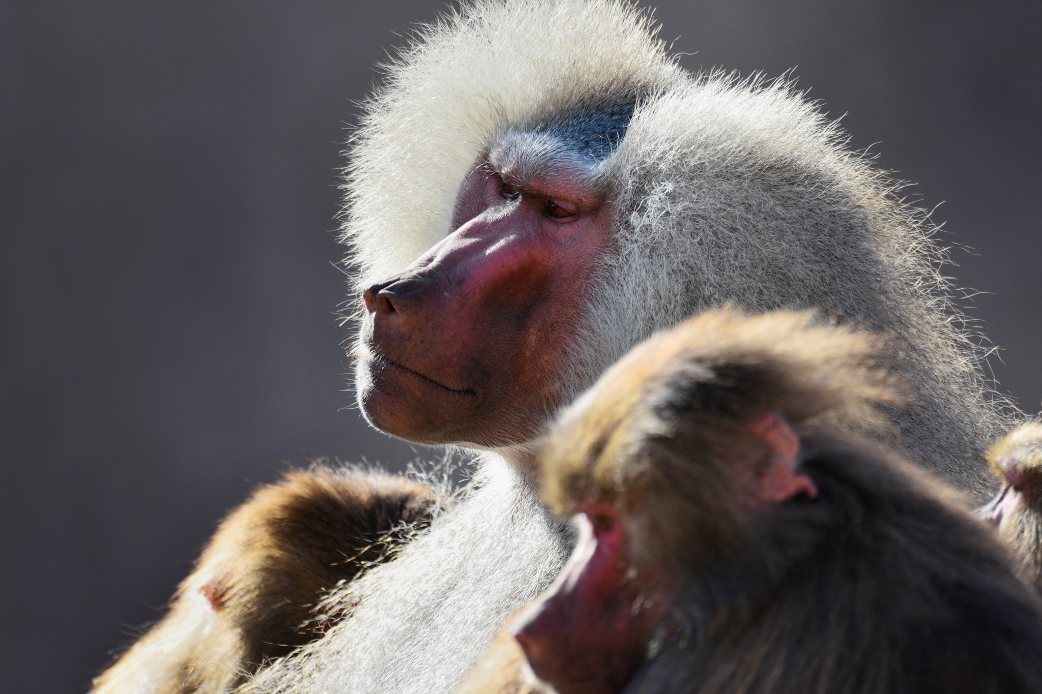 Sigma 150-600mm F5-6.3 DG OS HSM | S sample photo. Good to be the king photography