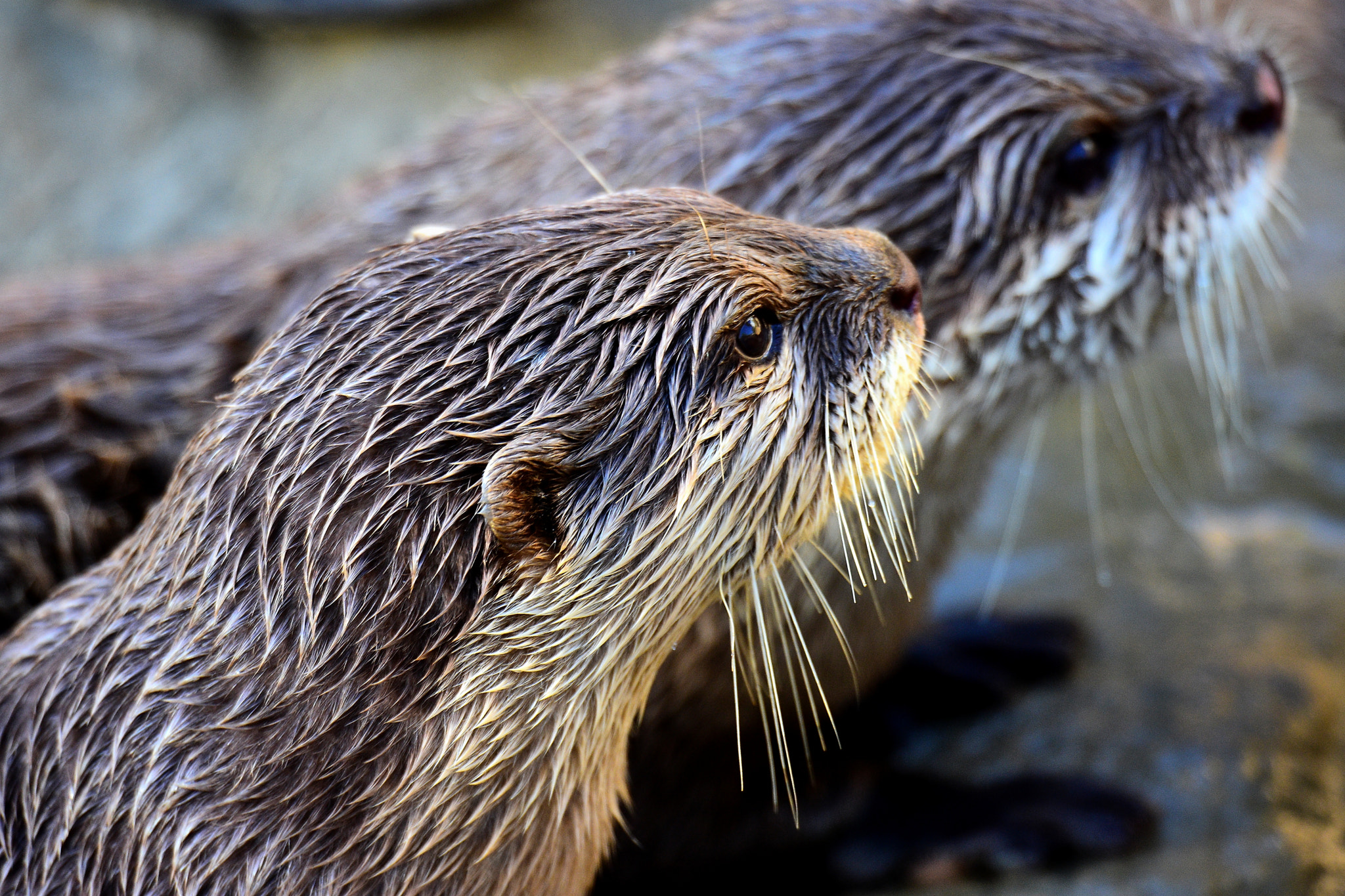 Nikon D7200 + Sigma 150-600mm F5-6.3 DG OS HSM | S sample photo. Small-clawed otter photography
