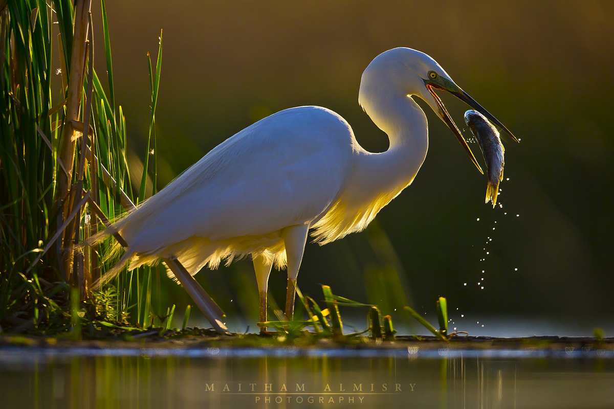 Canon EF 500mm F4L IS II USM sample photo. Brilliant photography