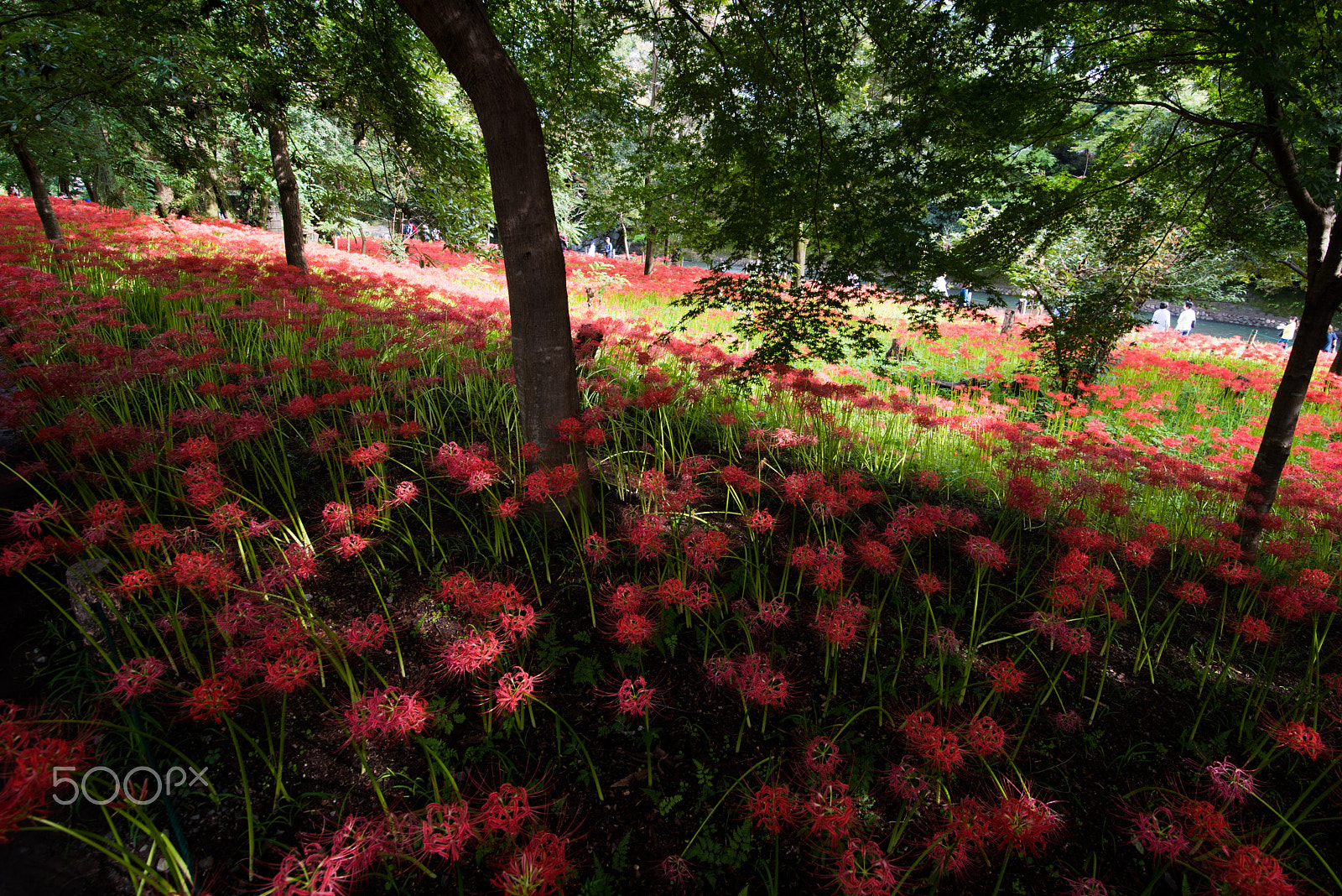 Nikon D750 + Tokina AT-X 16-28mm F2.8 Pro FX sample photo. The red carpet photography