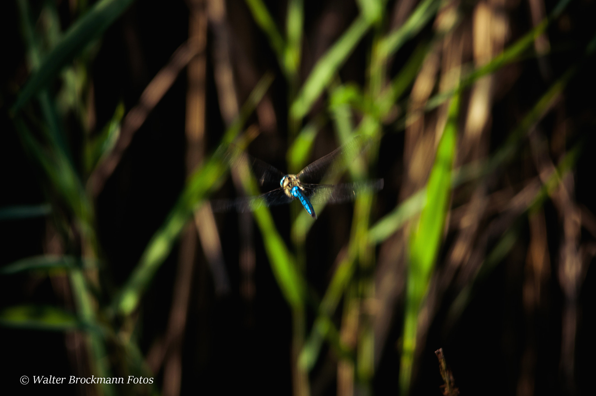 Sigma 150-500mm F5-6.3 DG OS HSM sample photo. Libelle photography