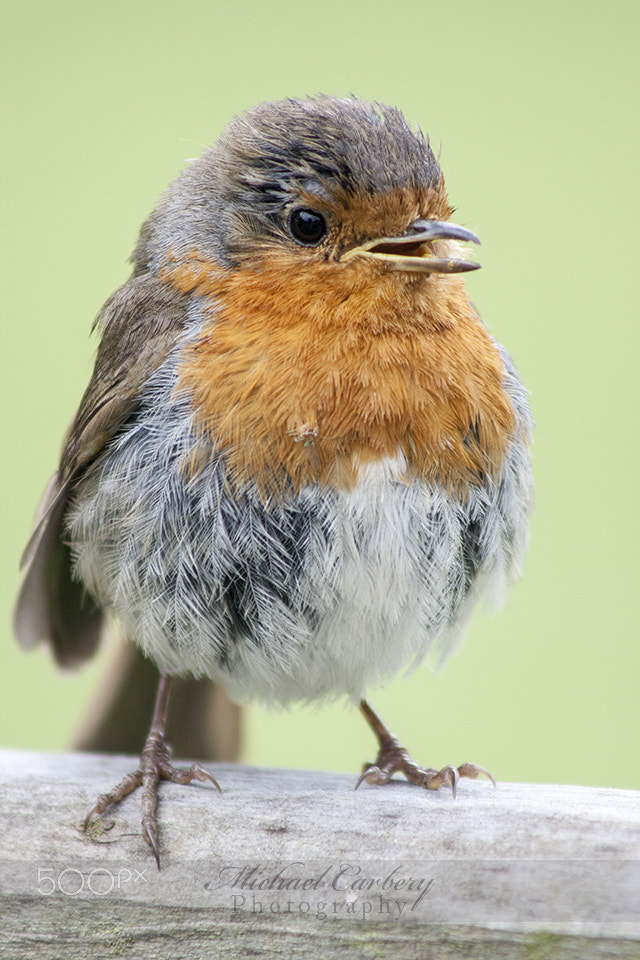 Canon EF 75-300mm f/4-5.6 USM sample photo. Robin photography