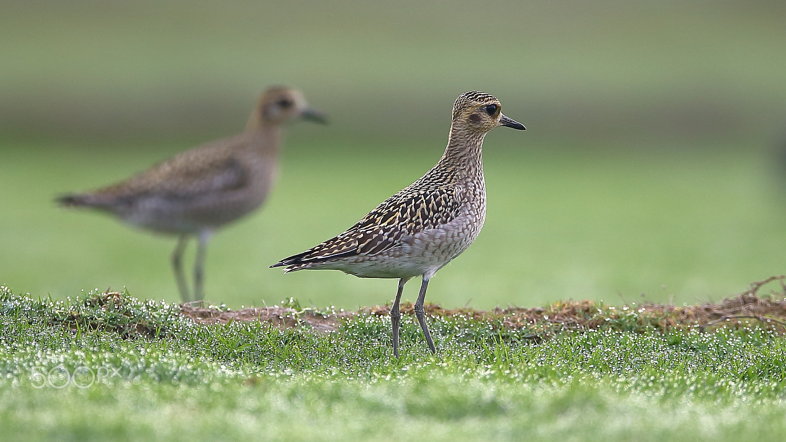 Canon EF 400mm F2.8L IS II USM sample photo. Bird photography