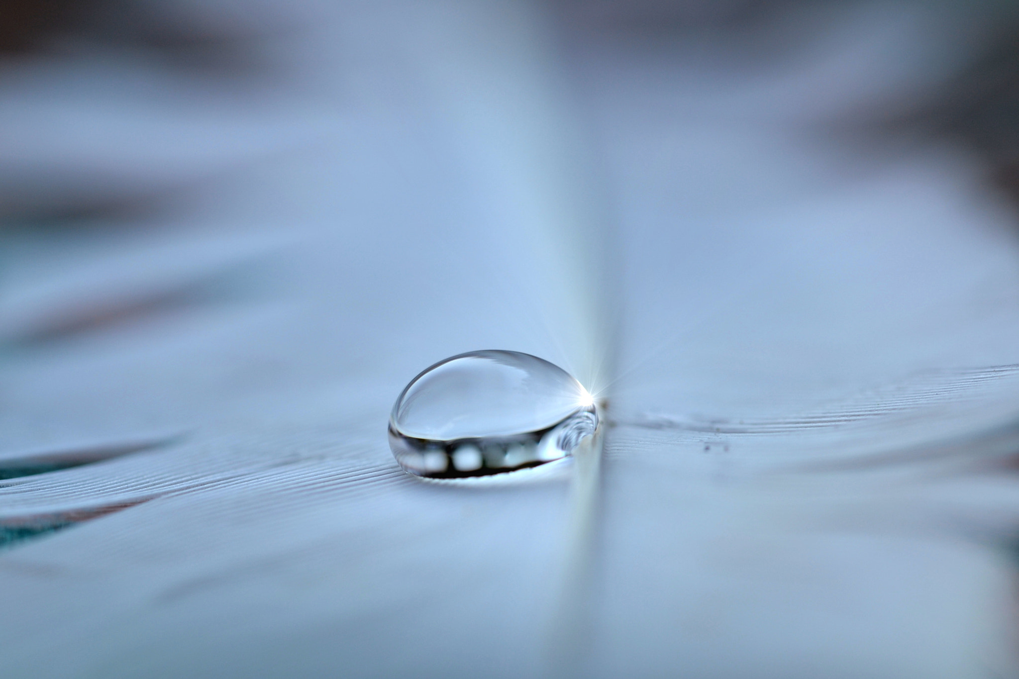 Sigma 105mm F2.8 EX DG OS HSM sample photo. Natural jewel photography