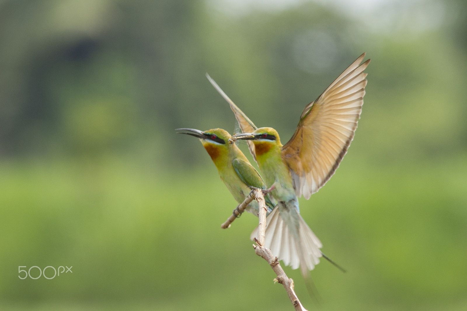 Canon EF 300mm F4L IS USM sample photo. Blue tailed bee eater photography