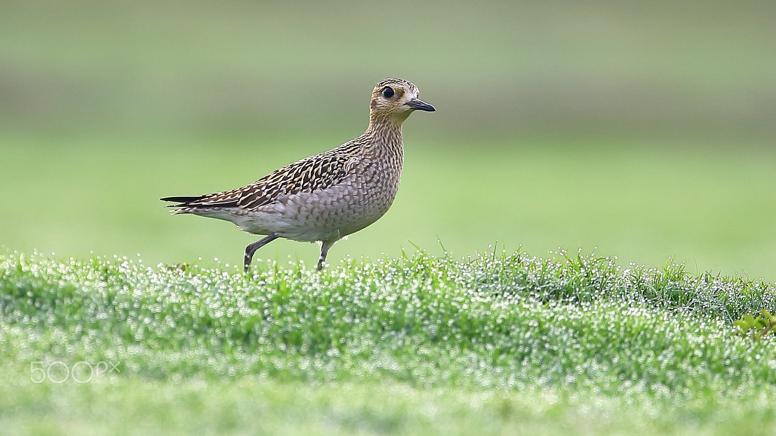 Canon EF 400mm F2.8L IS II USM sample photo. Bird photography