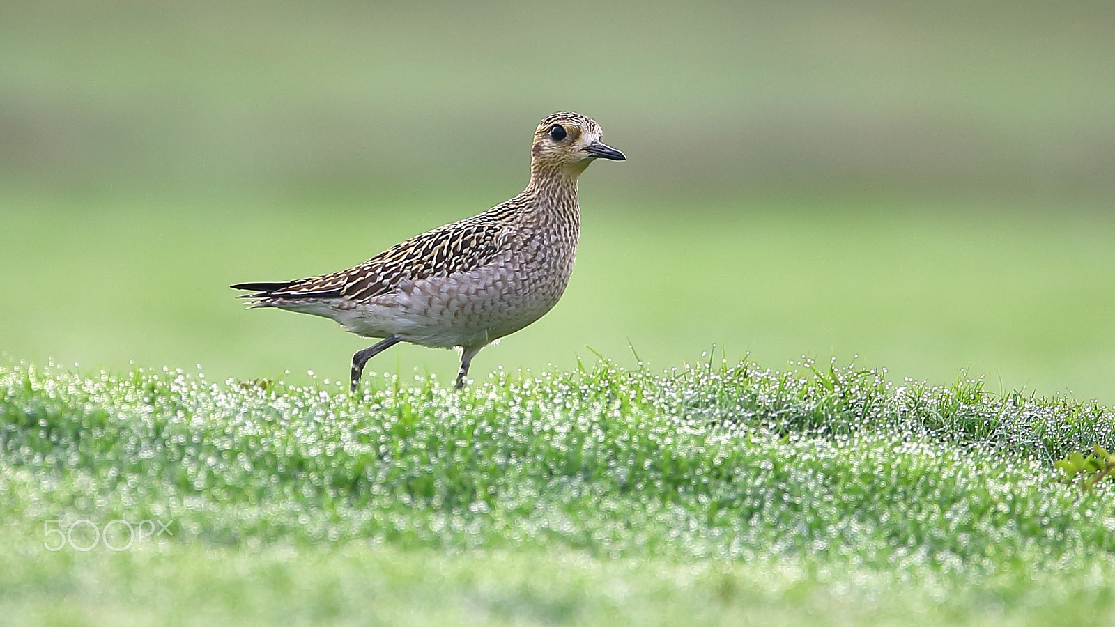 Canon EOS-1D X + Canon EF 400mm F2.8L IS II USM sample photo. Bird photography