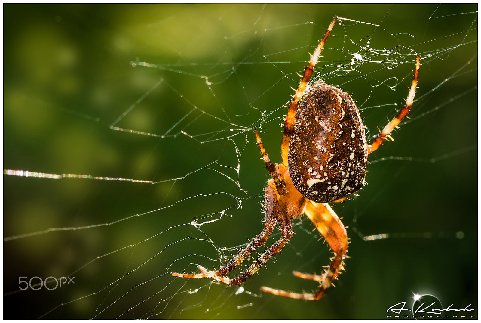 Nikon D500 sample photo. Itsy bitsy spider photography