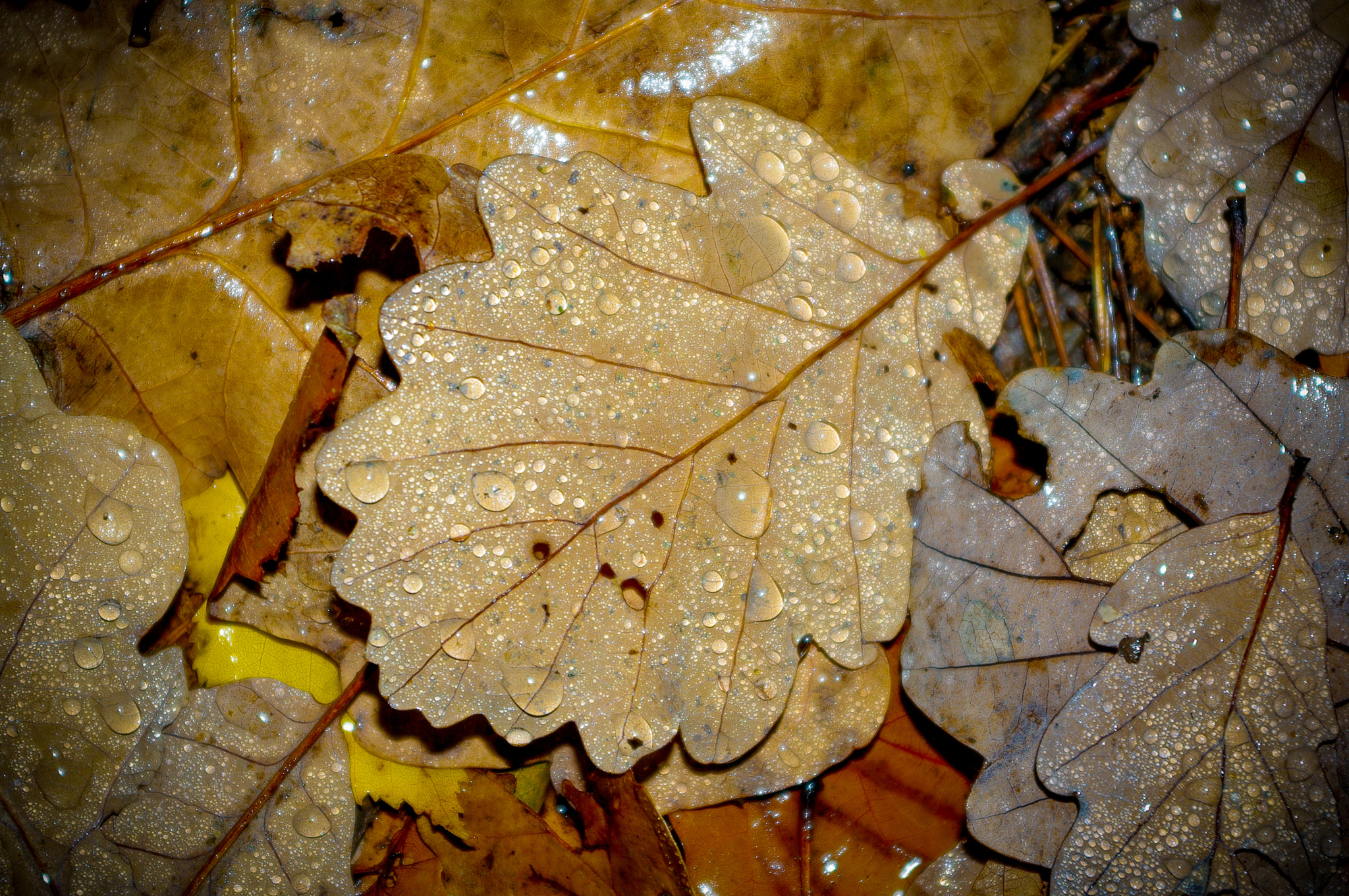 Pentax K20D sample photo. Leaf in the rain photography