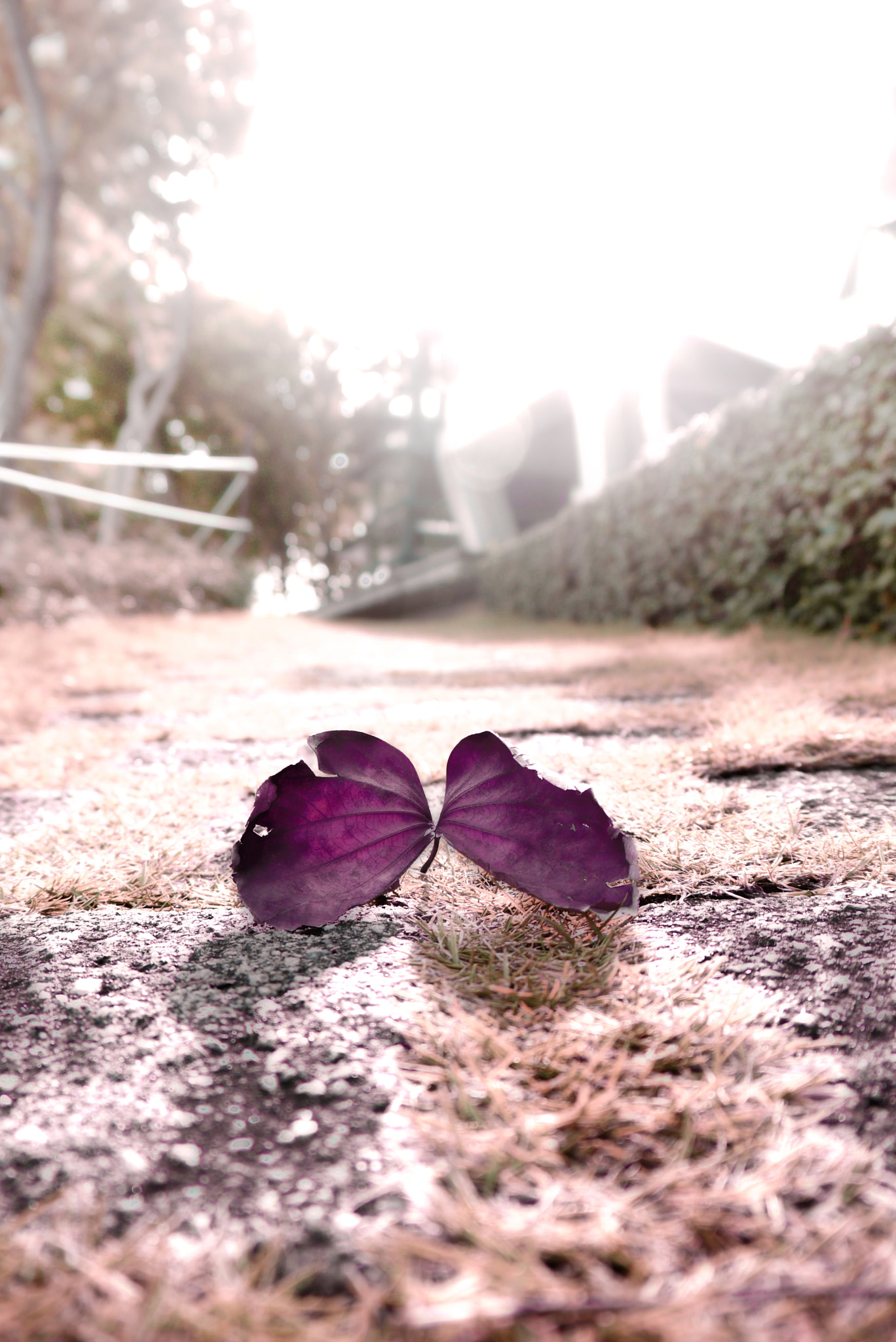 Panasonic Lumix DMC-G1 sample photo. Dried photography
