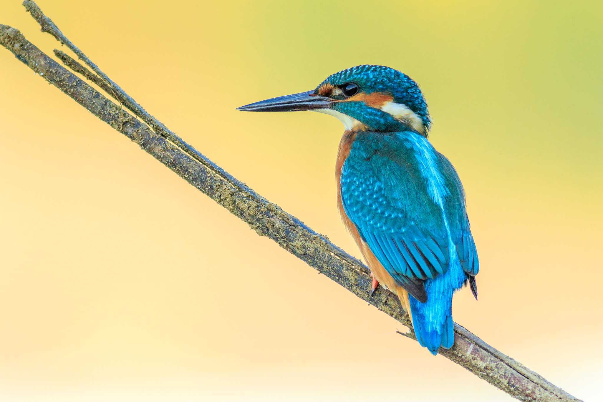 Canon EOS 7D Mark II + Canon EF 400mm F5.6L USM sample photo. Martín pescador photography