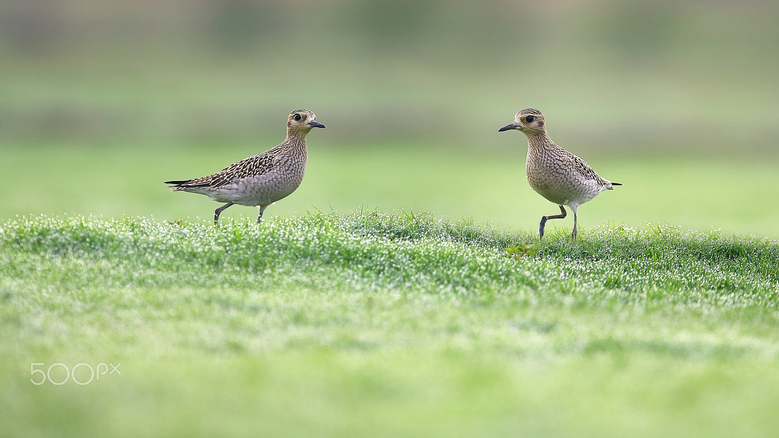 Canon EF 400mm F2.8L IS II USM sample photo. Two birds photography