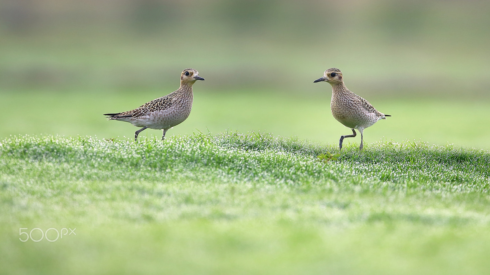 Canon EOS-1D X + Canon EF 400mm F2.8L IS II USM sample photo. Two birds photography