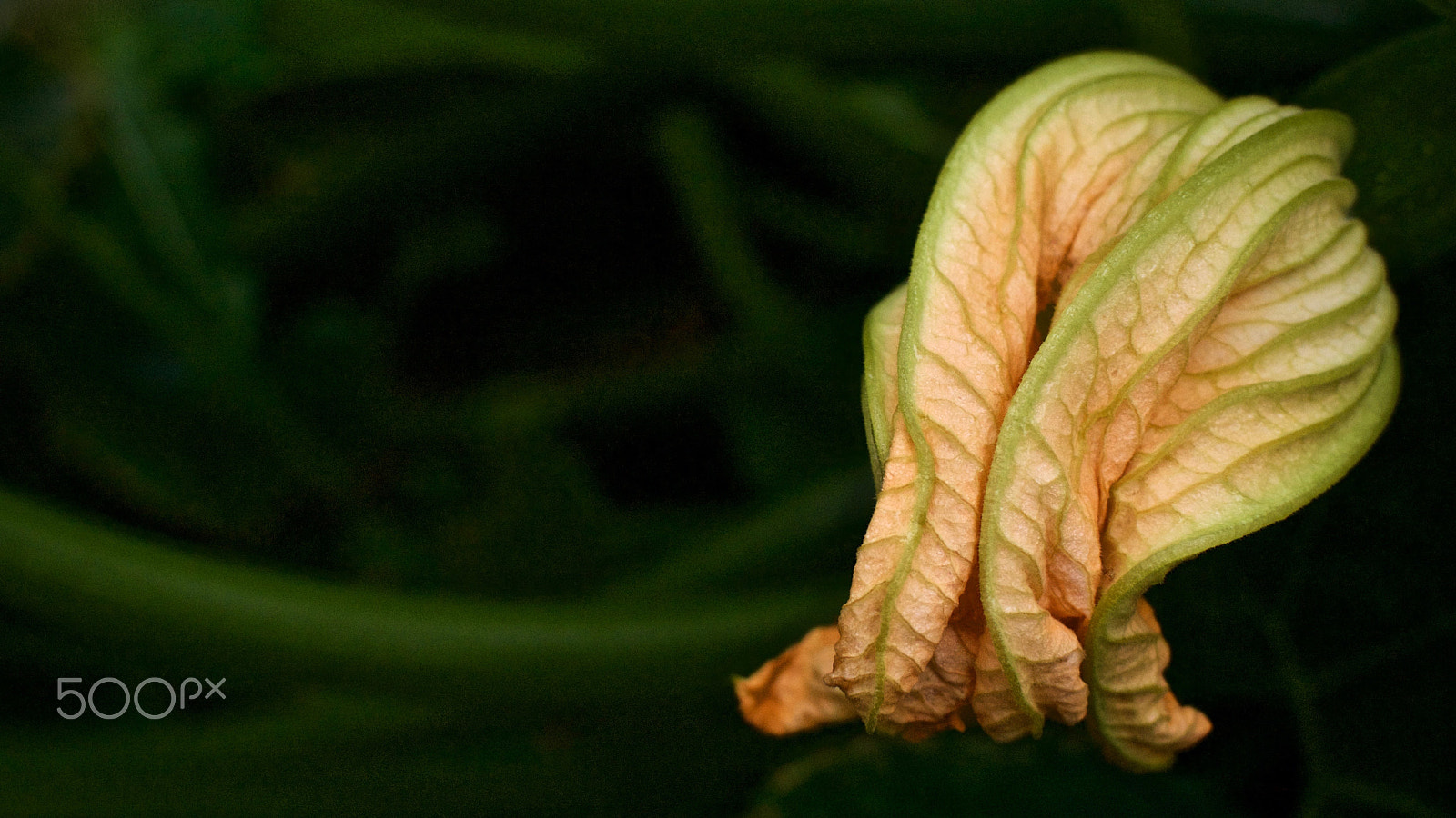 Nikon 1 Nikkor 18.5mm F1.8 sample photo. Zucchini flower photography