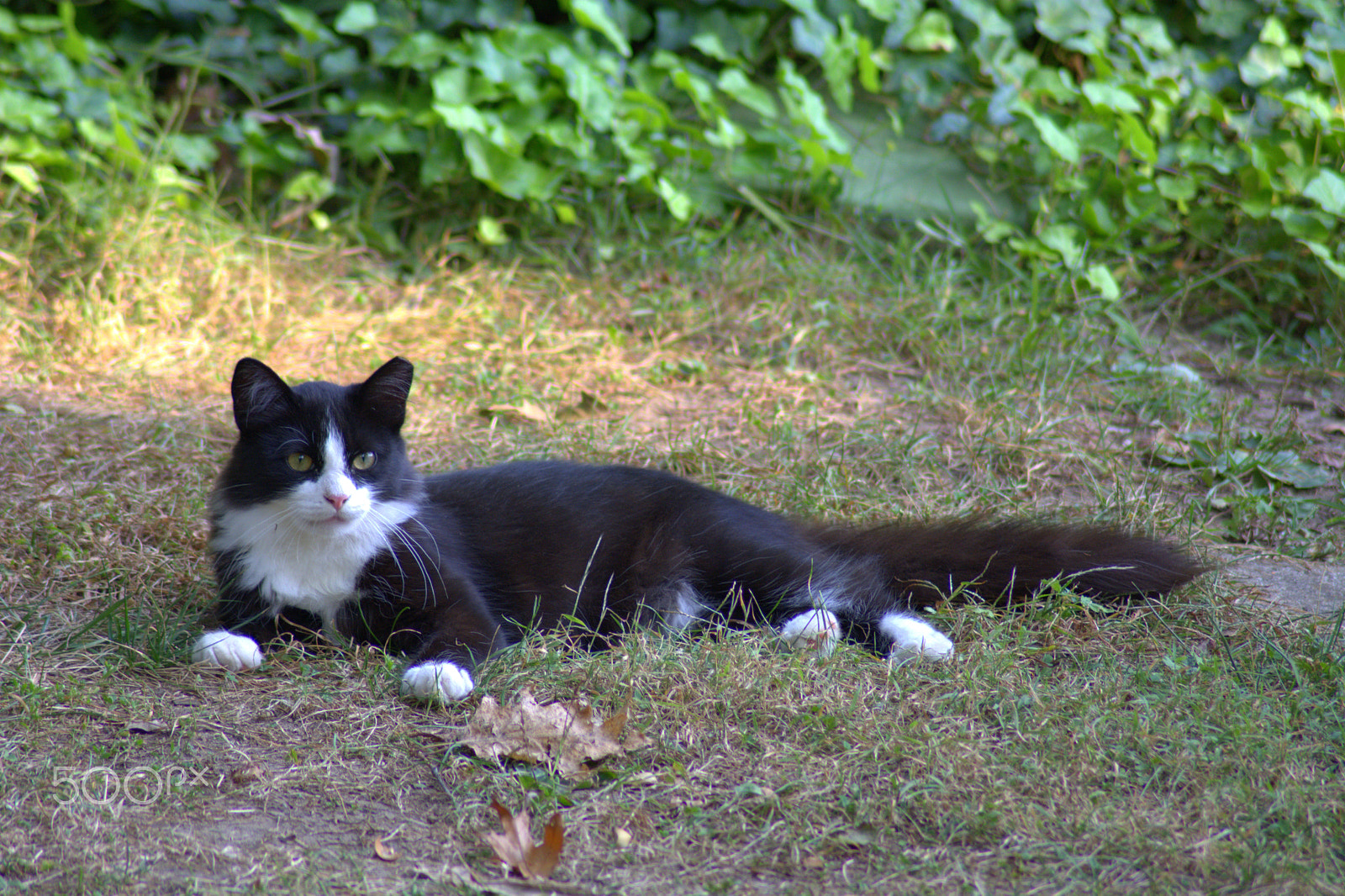 Nikon AF Nikkor 70-300mm F4-5.6G sample photo. Cat... photography