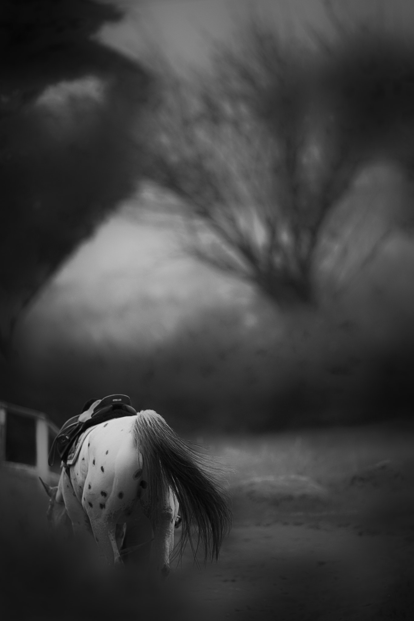 Canon EF 400mm F2.8L IS II USM sample photo. Horse photography