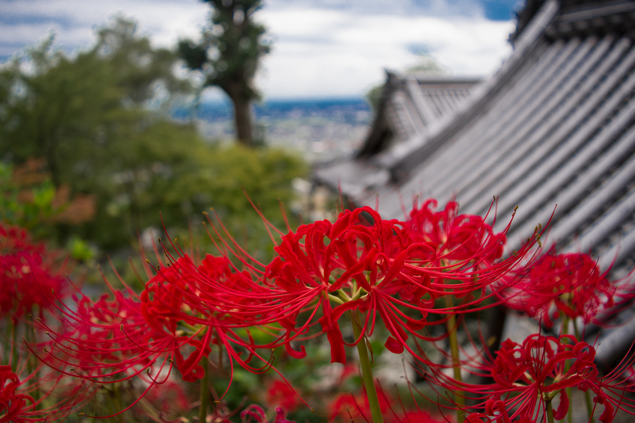 Nikon D600 sample photo. Cluster amaryllis photography