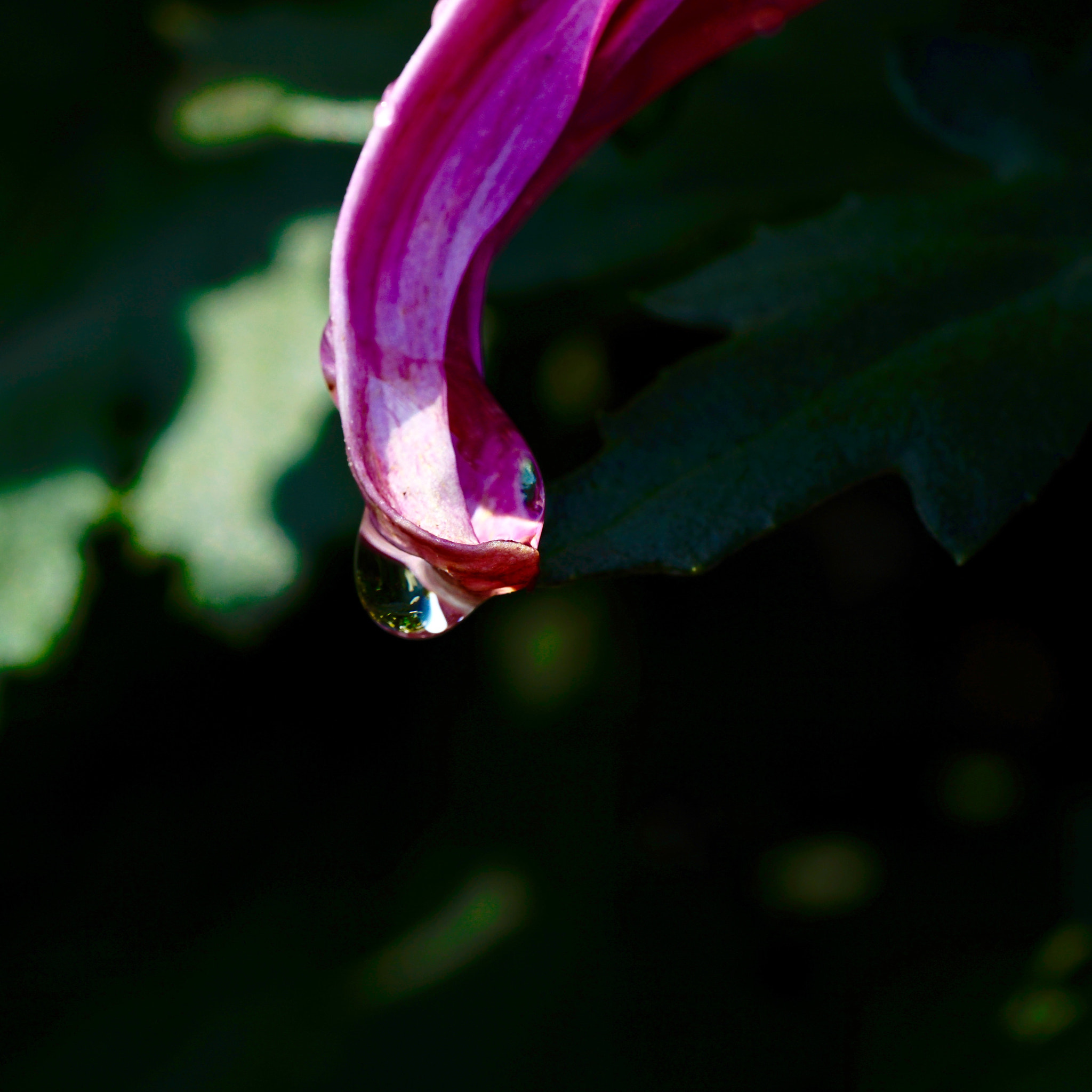 Sony a7 II + Sony FE 90mm F2.8 Macro G OSS sample photo. 滴 photography