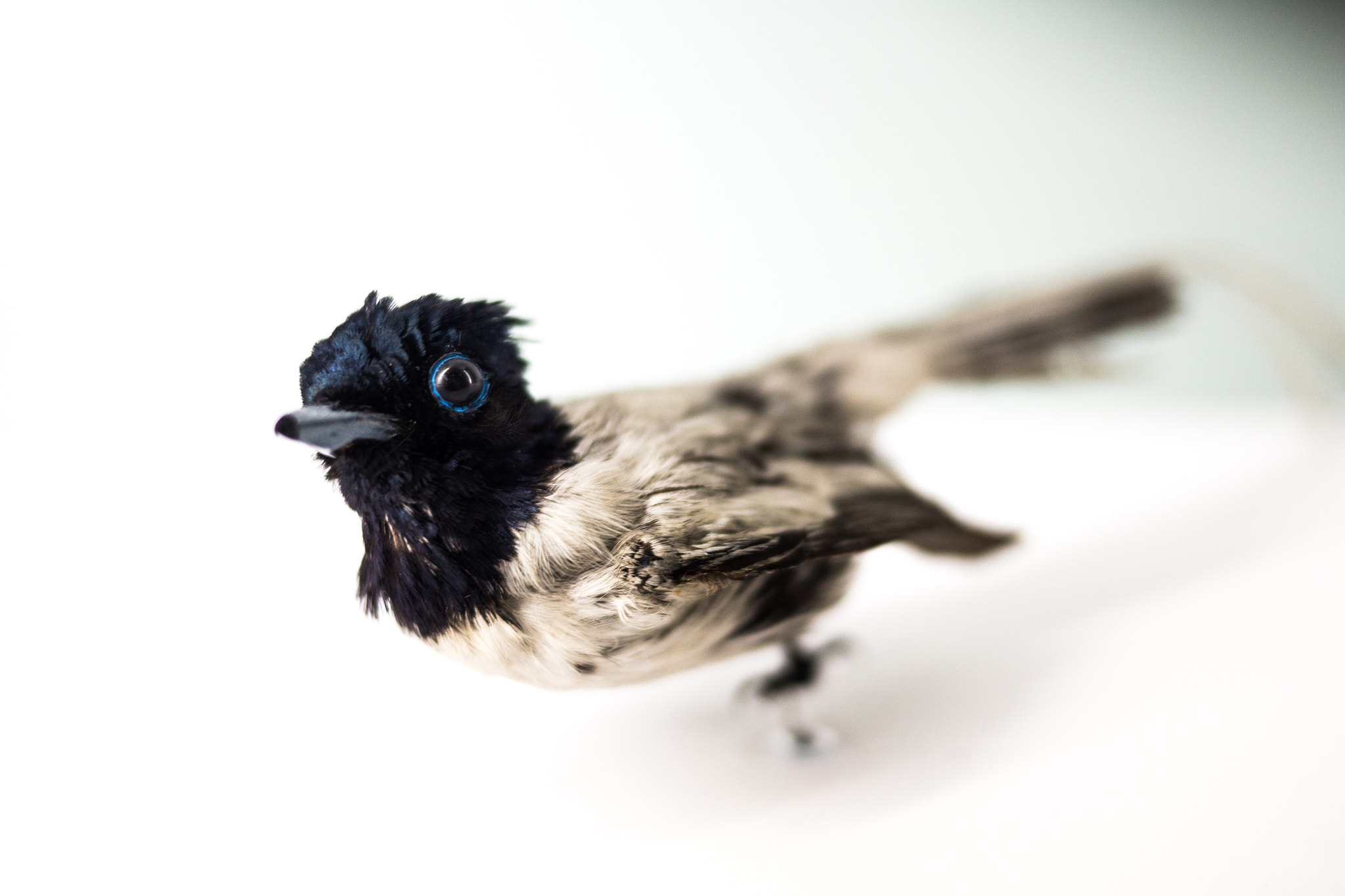 Panasonic Lumix DMC-GH3 + Panasonic Lumix G 20mm F1.7 ASPH sample photo. Anonymous birdy photography