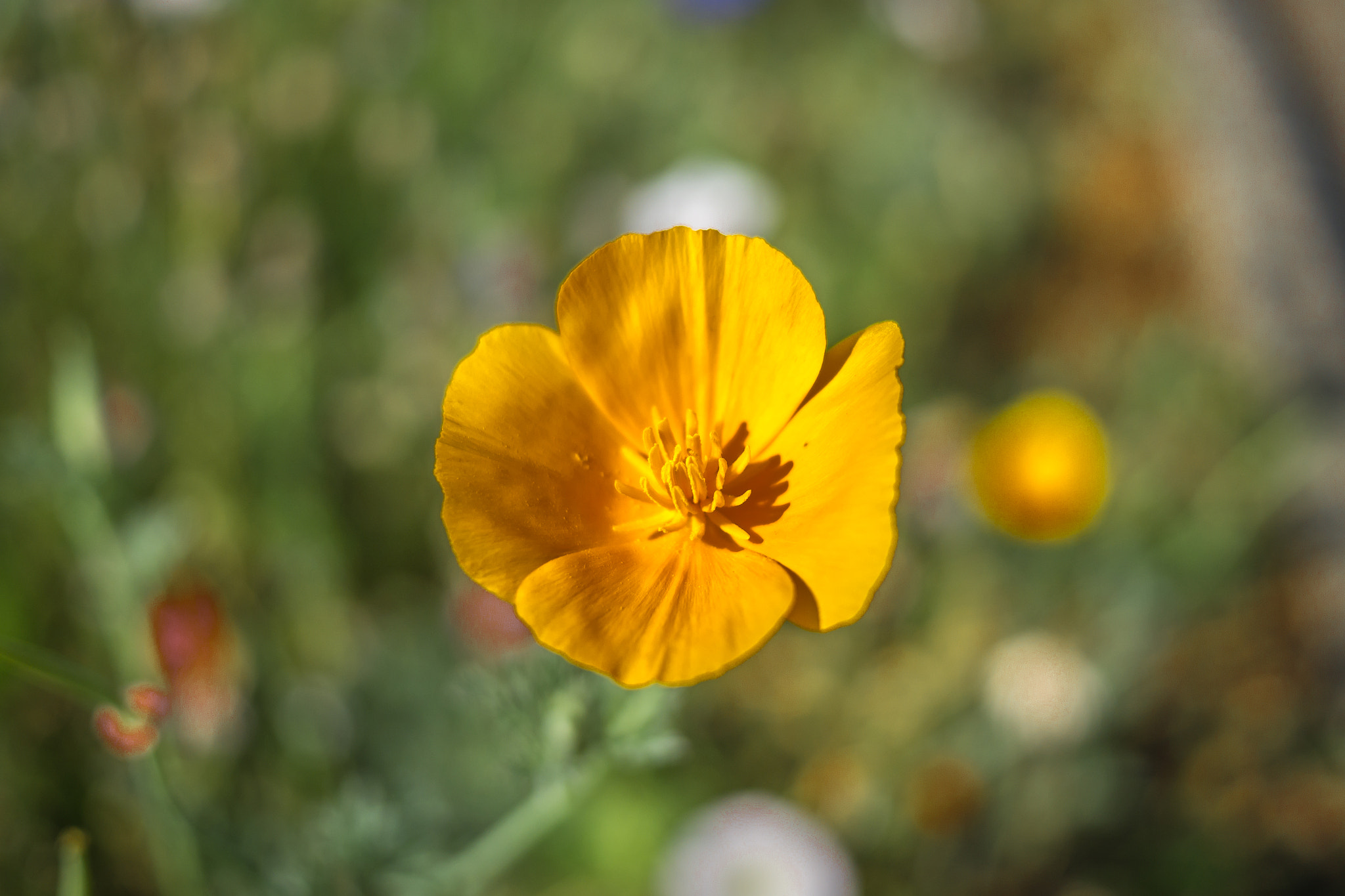 Panasonic Lumix DMC-GH3 + Panasonic Lumix G 20mm F1.7 ASPH sample photo. Série fleur 2015 - 1 photography