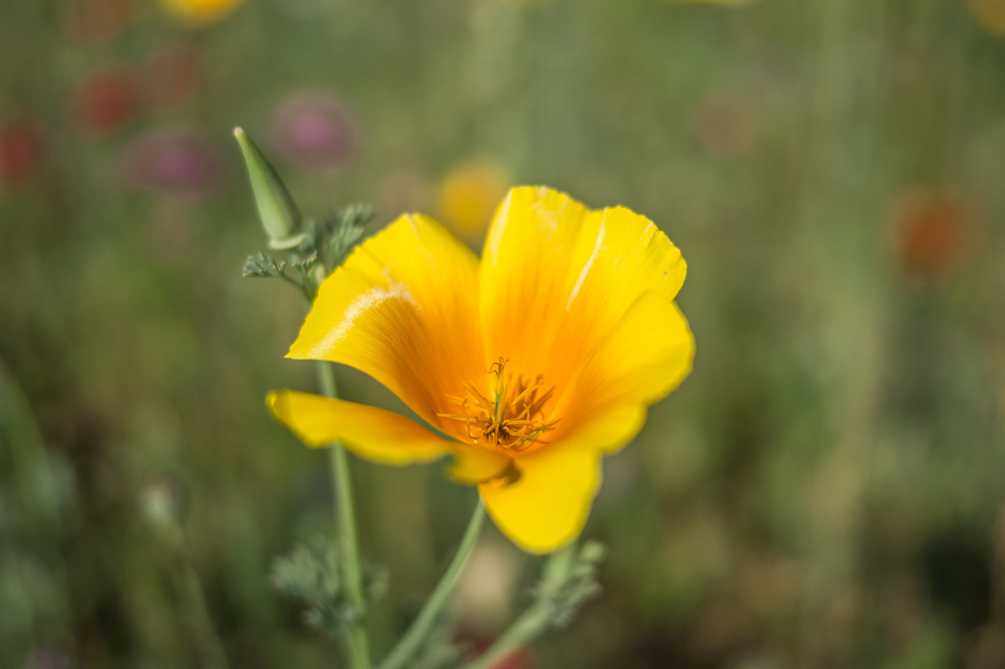 Panasonic Lumix DMC-GH3 sample photo. Série fleur 2015 - 2 photography
