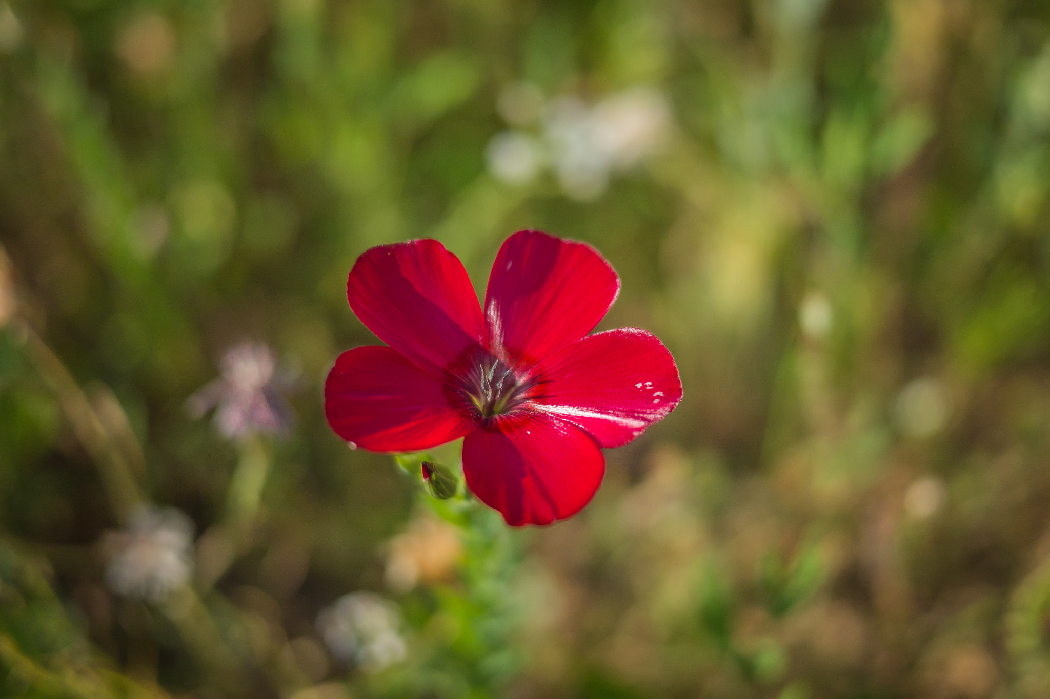 Panasonic Lumix DMC-GH3 sample photo. Série fleur 2015 - 3 photography