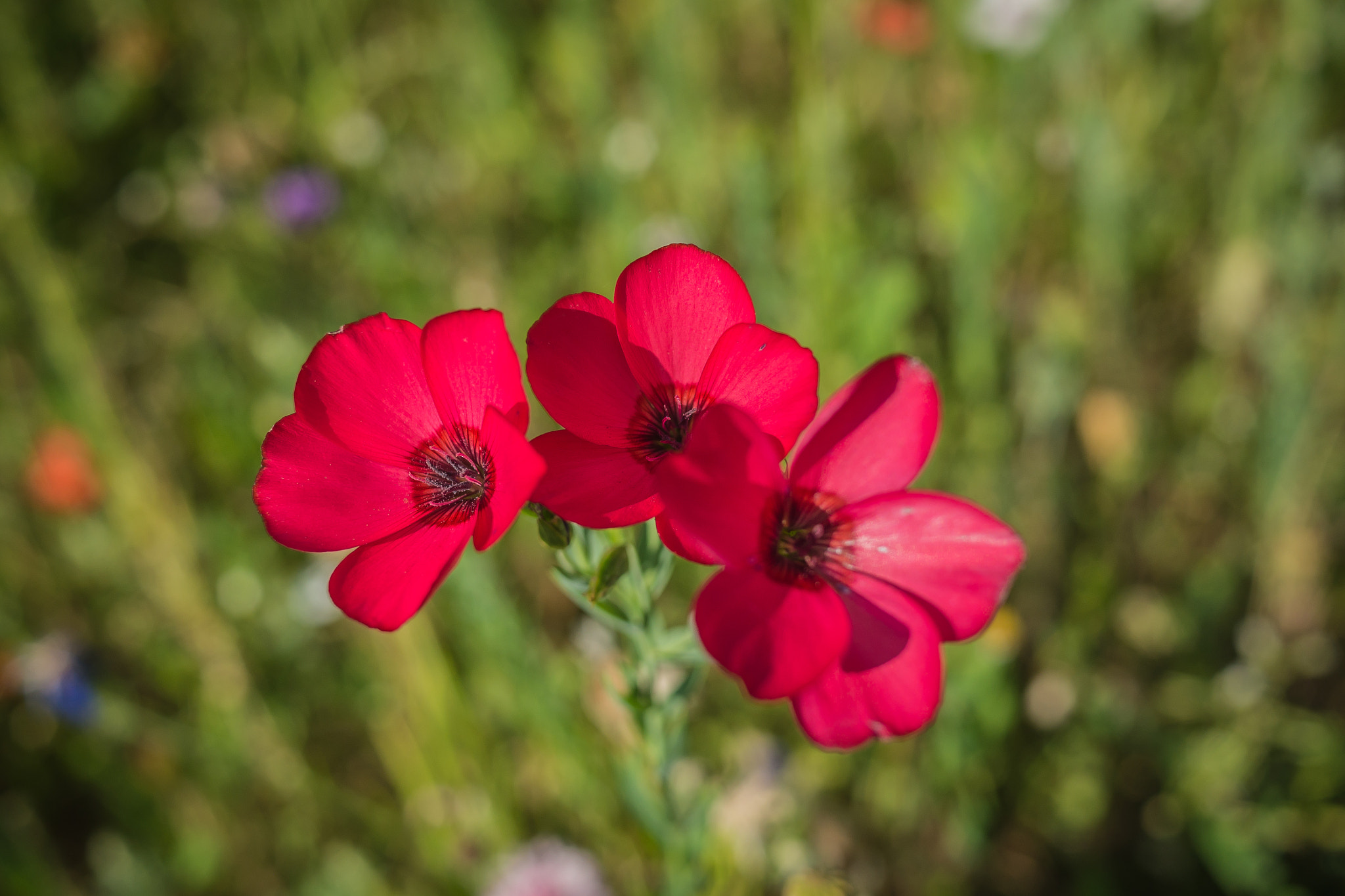 Panasonic Lumix DMC-GH3 sample photo. Série fleur 2015 - 4 photography