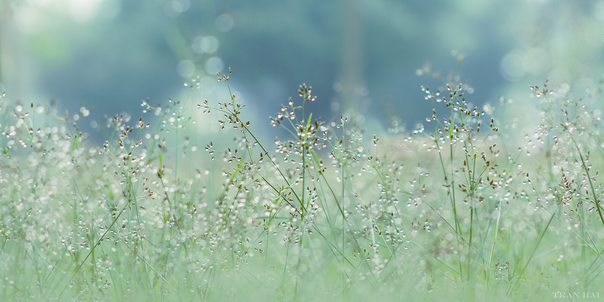 Canon EOS 50D + EF75-300mm f/4-5.6 sample photo. Abcbo photography