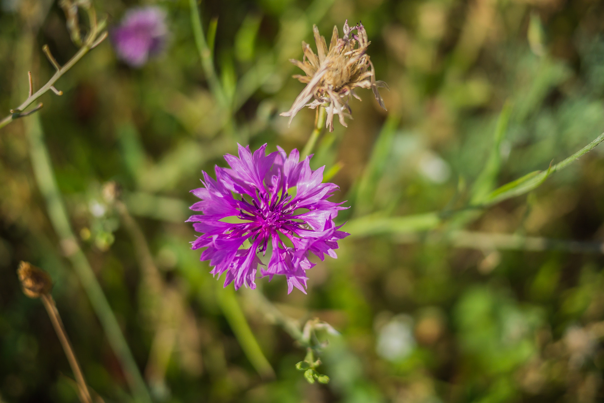 Panasonic Lumix DMC-GH3 + Panasonic Lumix G 20mm F1.7 ASPH sample photo. Série fleur 2015 - 5 photography