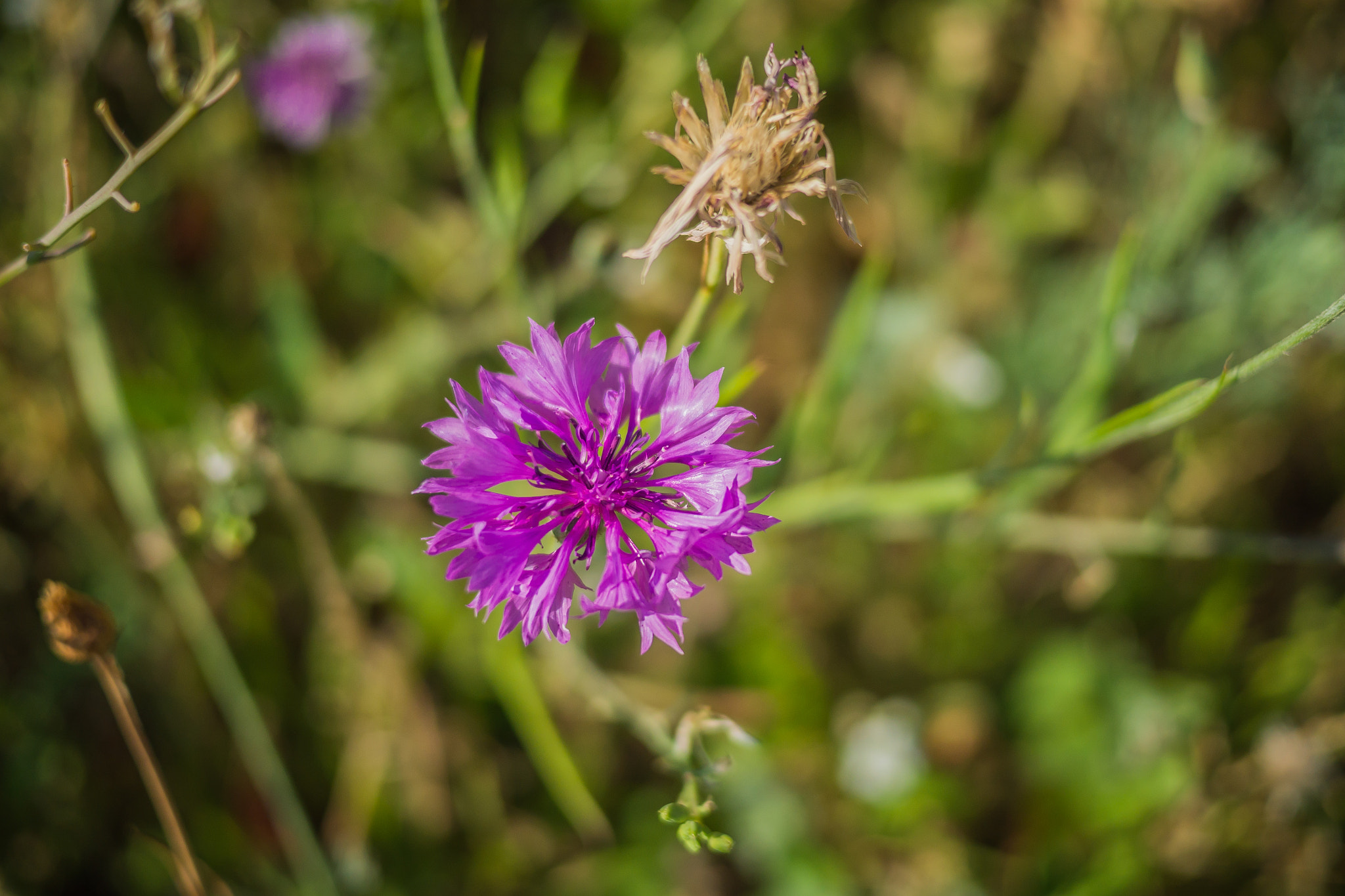 Panasonic Lumix DMC-GH3 sample photo. Série fleur 2015 - 5 photography