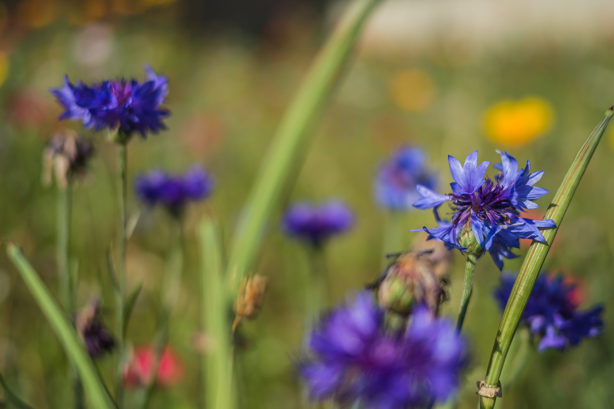 Panasonic Lumix DMC-GH3 + Panasonic Lumix G 20mm F1.7 ASPH sample photo. Série fleur 2015 - 6 photography