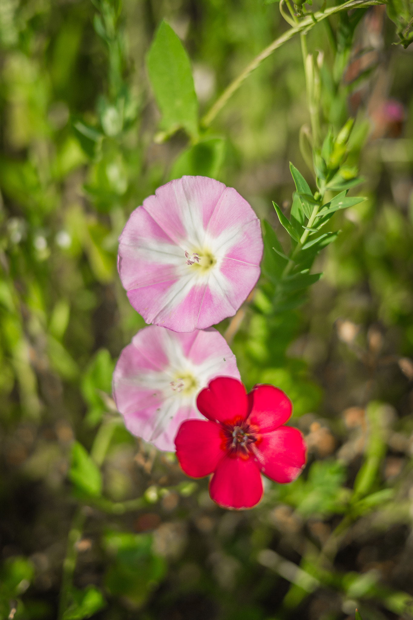 Panasonic Lumix DMC-GH3 + Panasonic Lumix G 20mm F1.7 ASPH sample photo. Série fleur 2015 - 7 photography