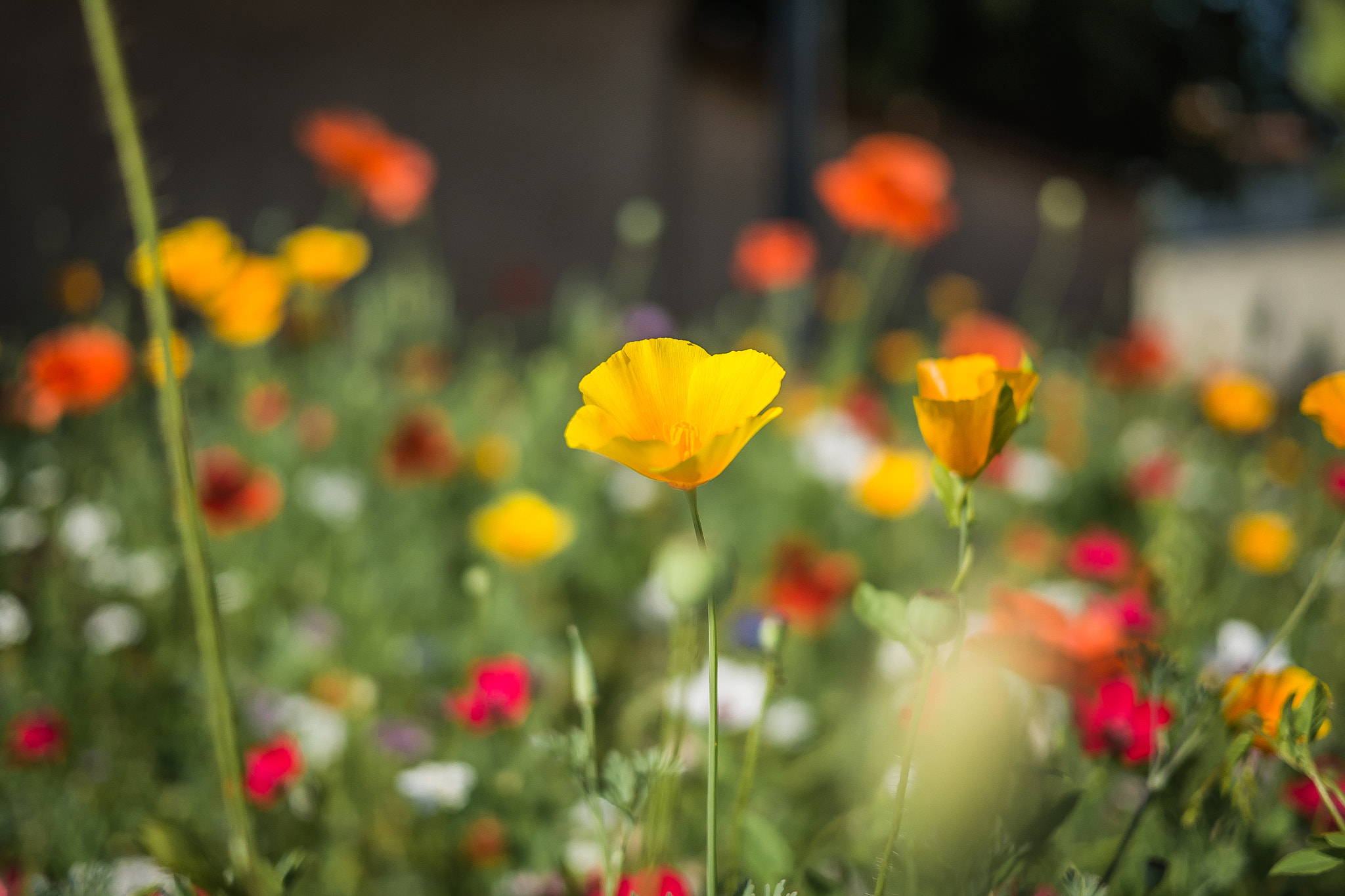 Panasonic Lumix DMC-GH3 + Panasonic Lumix G 20mm F1.7 ASPH sample photo. Série fleur 2015 - 8 photography