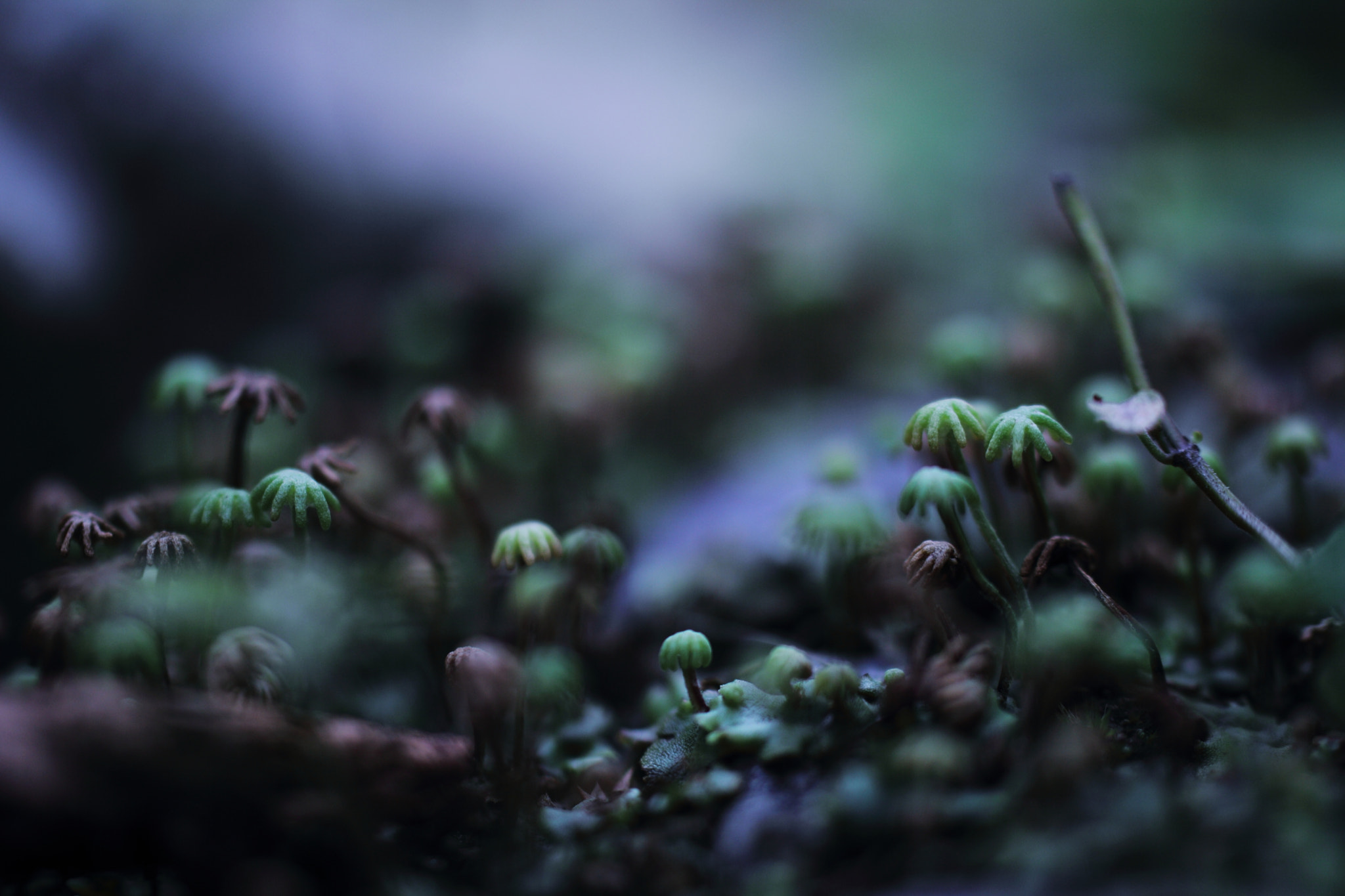 Tamron SP AF 60mm F2 Di II LD IF Macro sample photo. In a forest photography