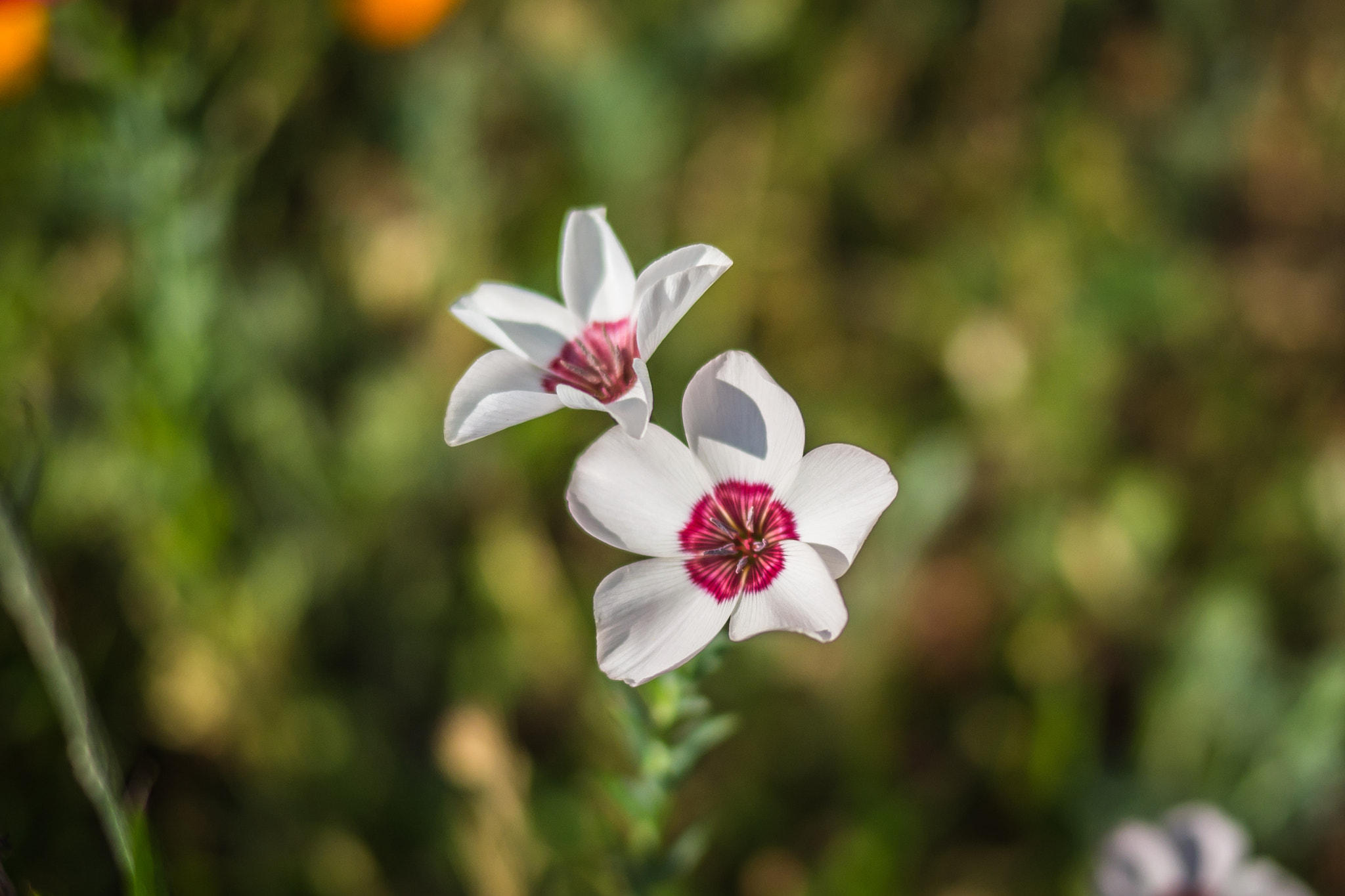 Panasonic Lumix DMC-GH3 sample photo. Série fleur 2015 - 9 photography