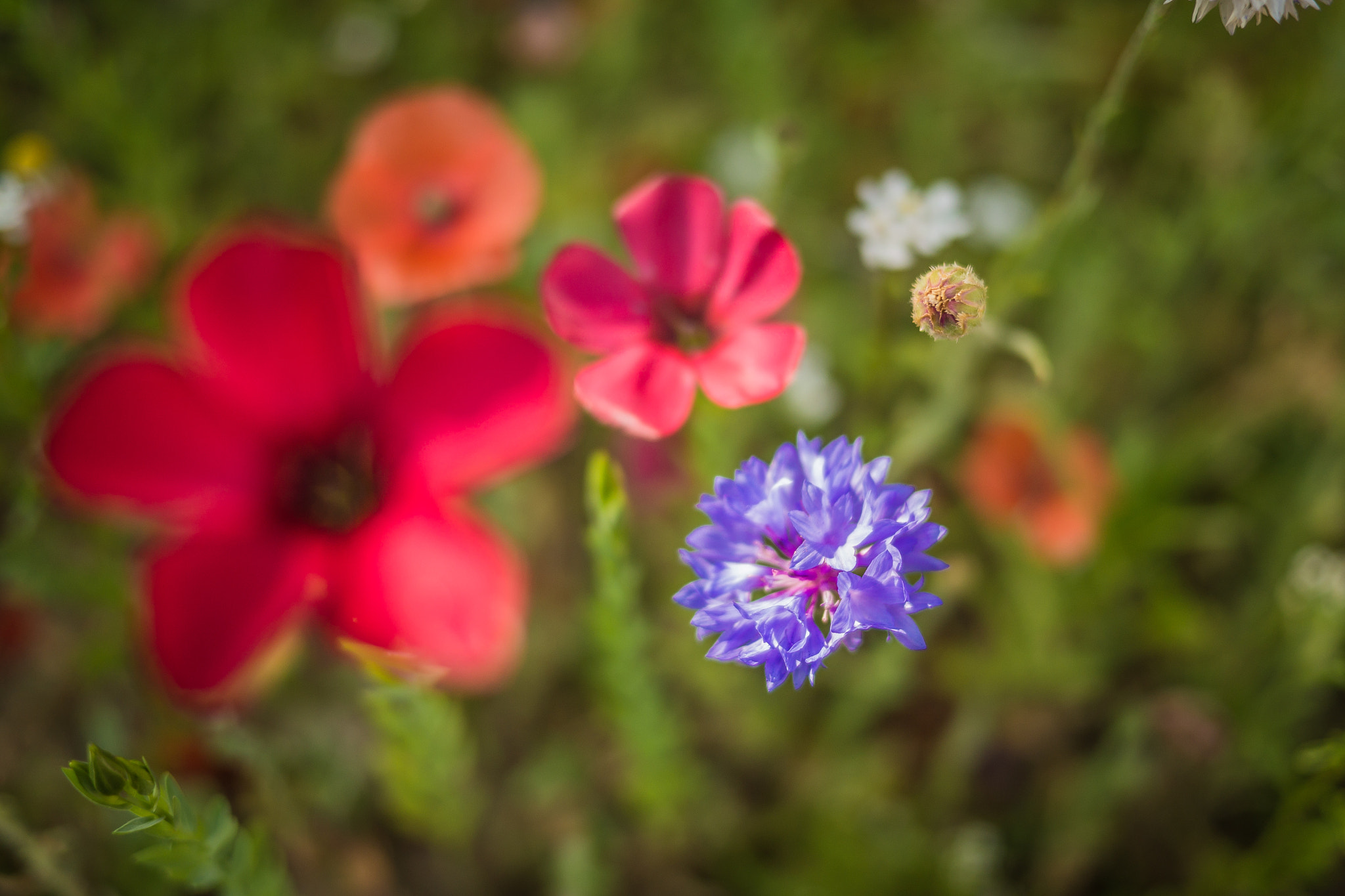 Panasonic Lumix DMC-GH3 sample photo. Série fleur 2015 - 10 photography