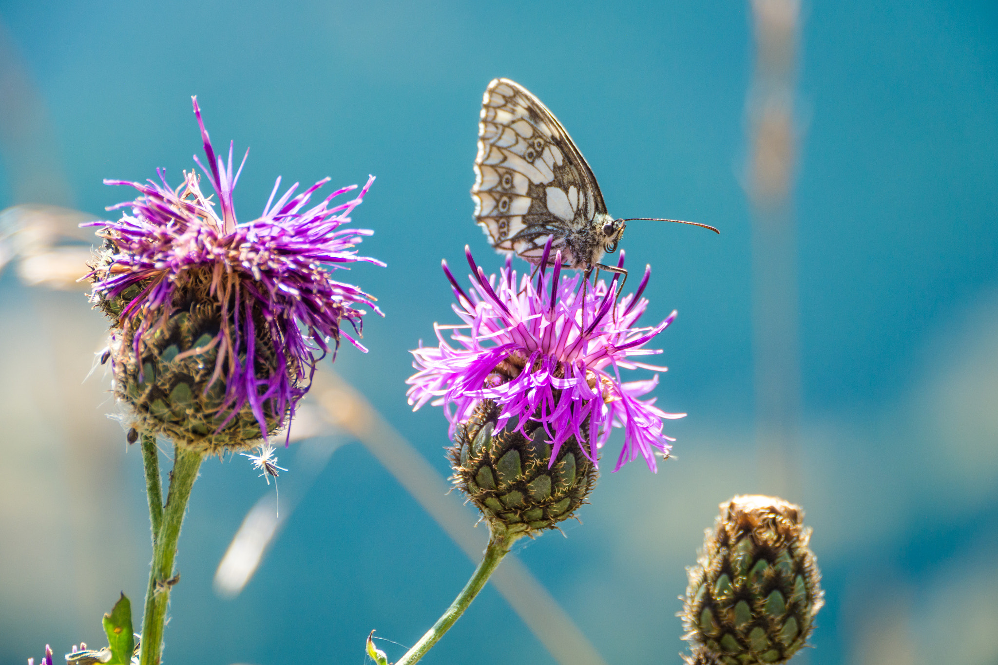Panasonic Lumix DMC-GH3 sample photo. Papillon de montbrison - 1 photography