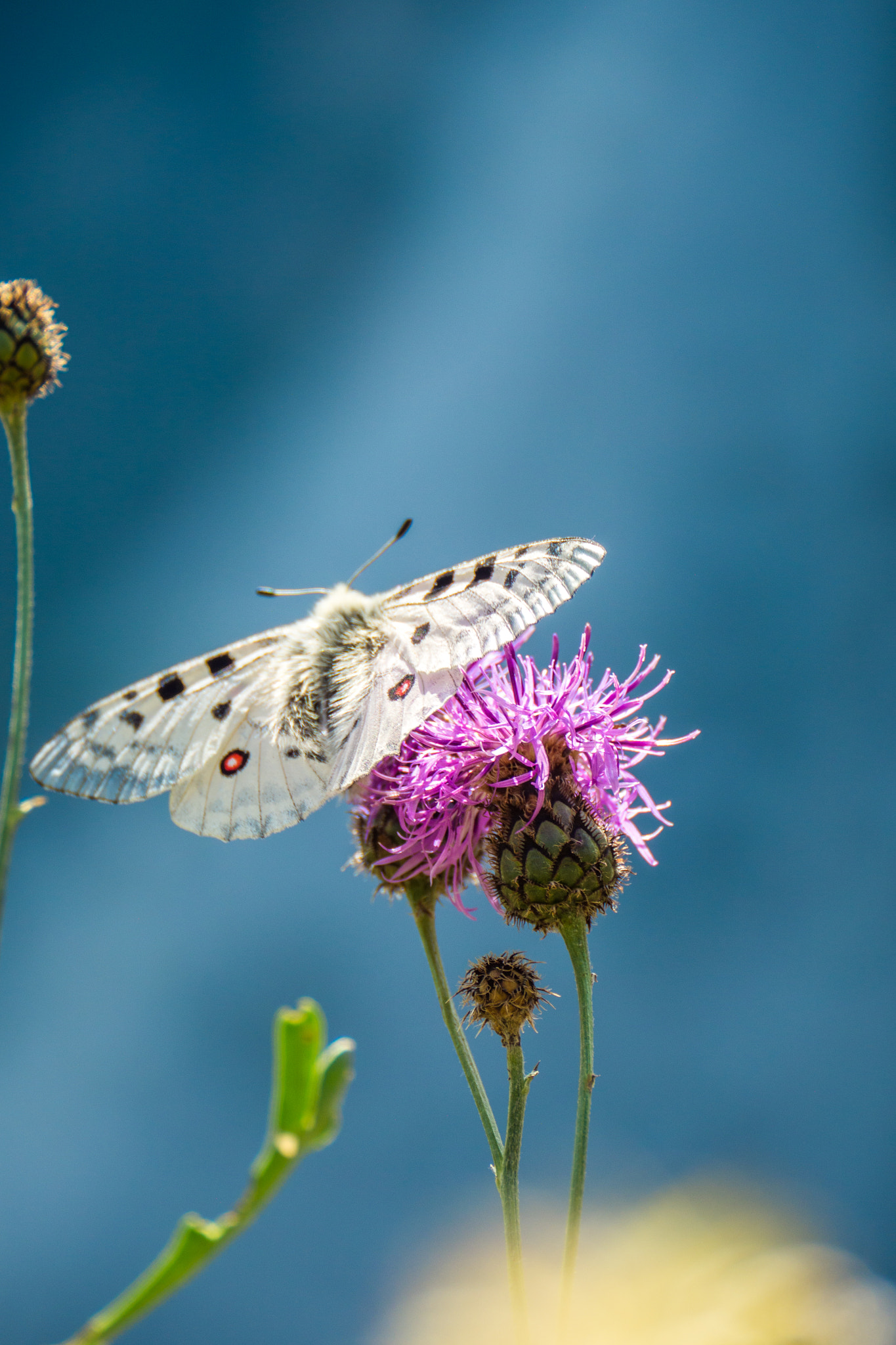 Panasonic Lumix DMC-GH3 sample photo. Papillons 4 photography