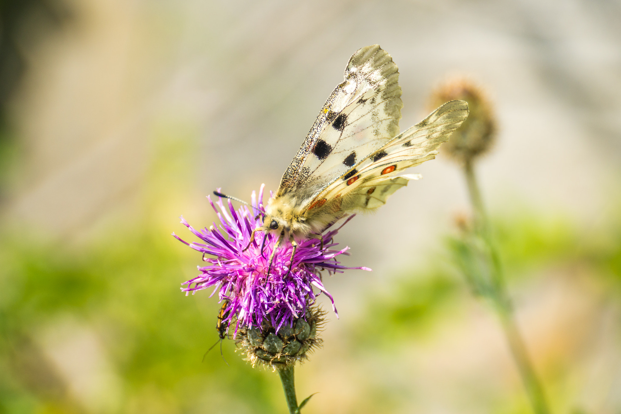 Panasonic Lumix DMC-GH3 sample photo. Papillons 4 photography