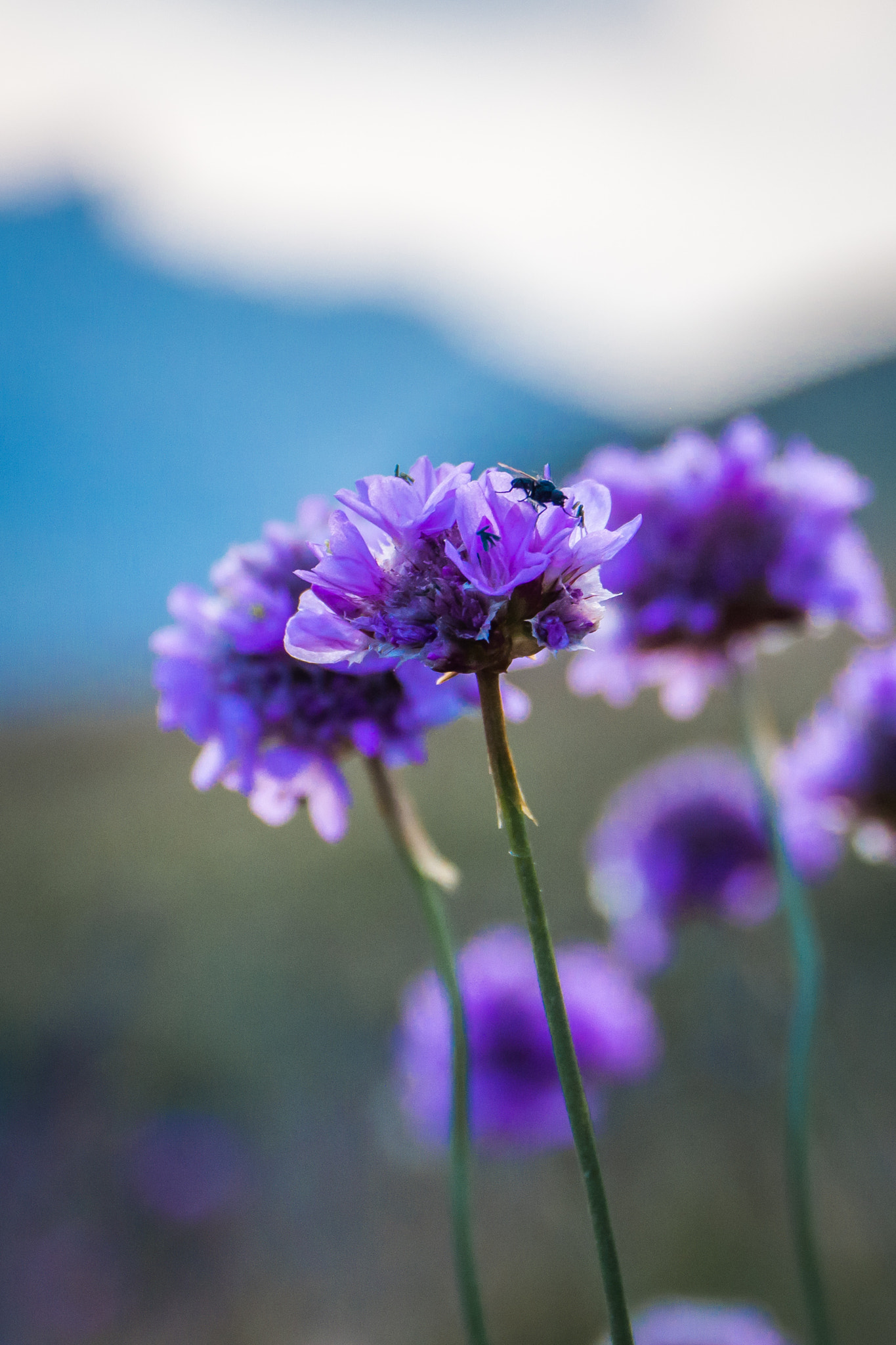 Panasonic Lumix DMC-GH3 sample photo. Violettes photography