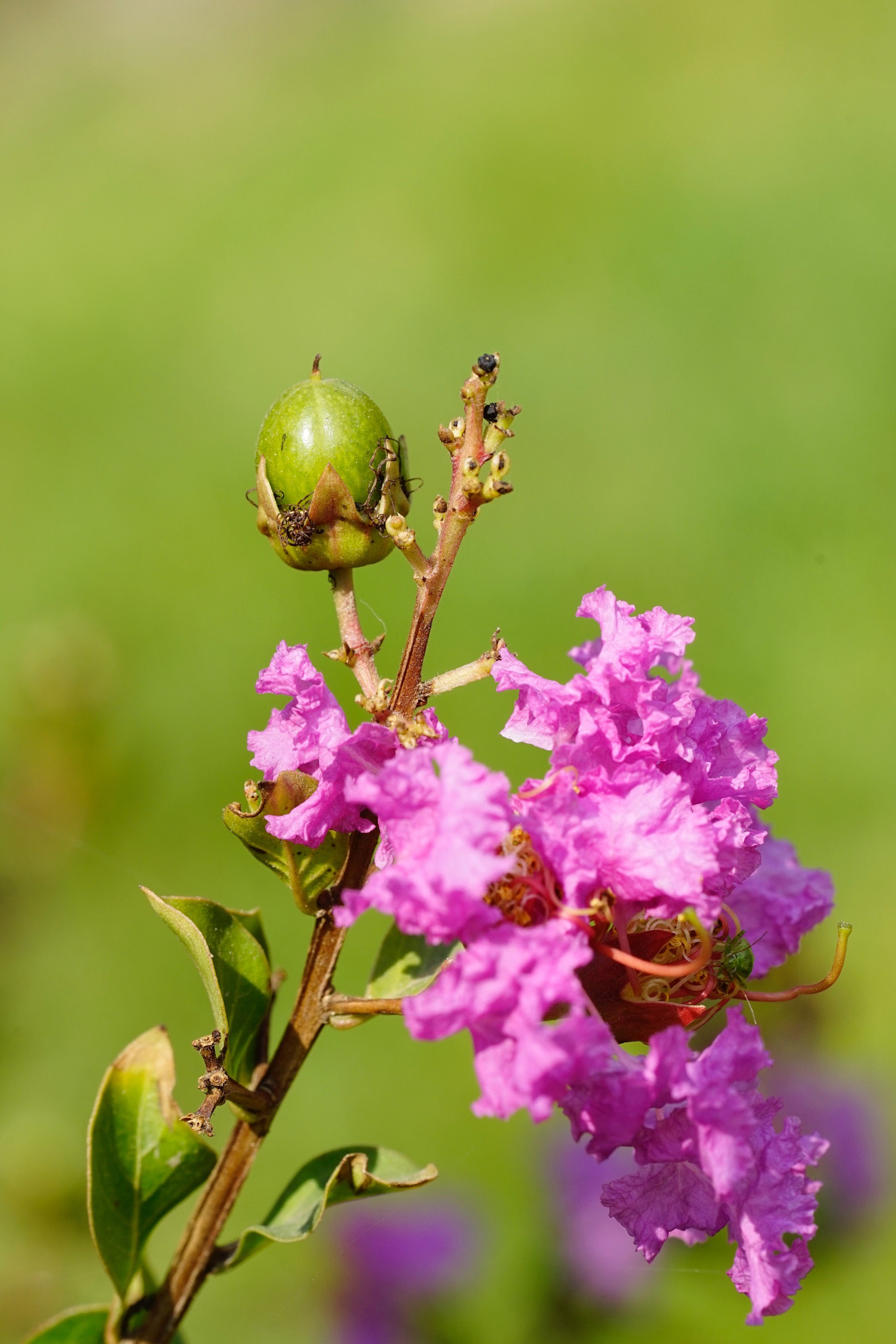Sony a7 II + Sony FE 90mm F2.8 Macro G OSS sample photo. 紫薇的秋天 photography