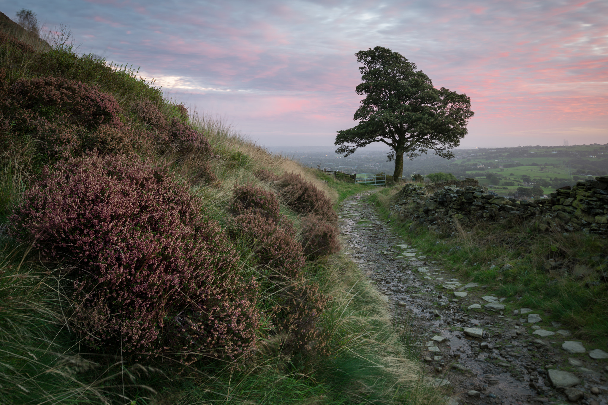 Nikon D800 + Nikon PC-E Nikkor 24mm F3.5D ED Tilt-Shift sample photo. One tree hill photography