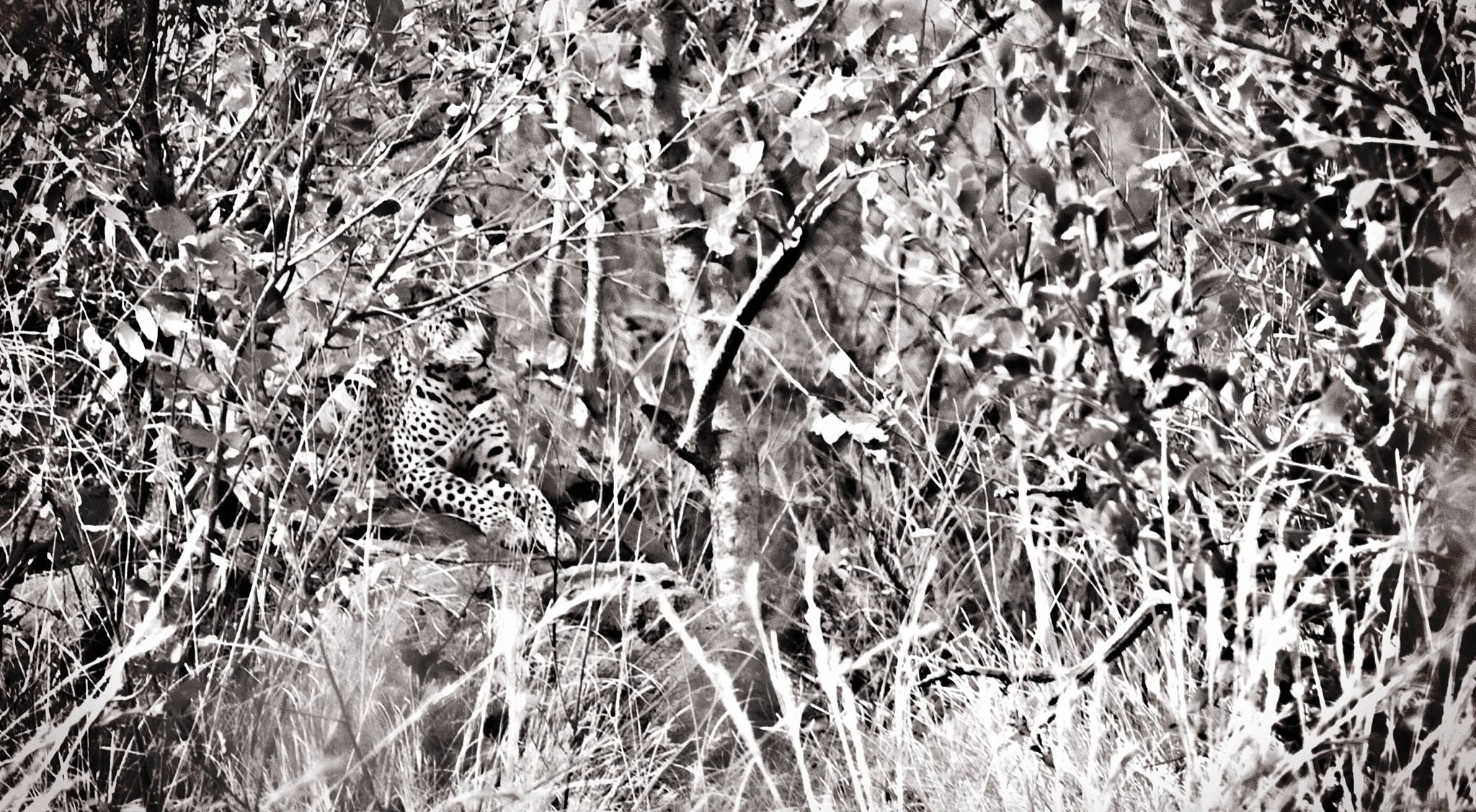 Canon EOS 5D + Canon EF 70-200mm F2.8L USM sample photo. Leopard in its habitat photography