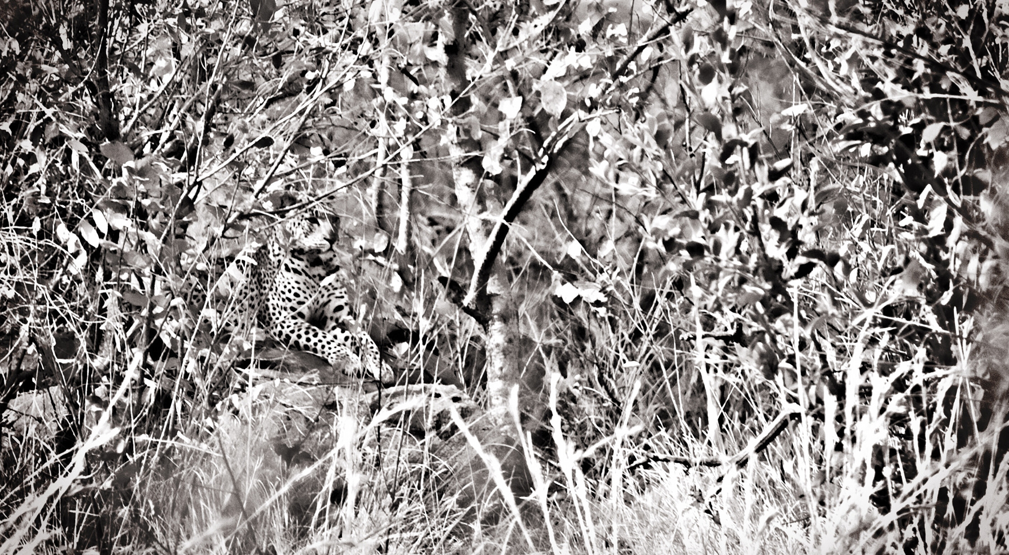 Canon EF 70-200mm F2.8L USM sample photo. Leopard in its habitat photography