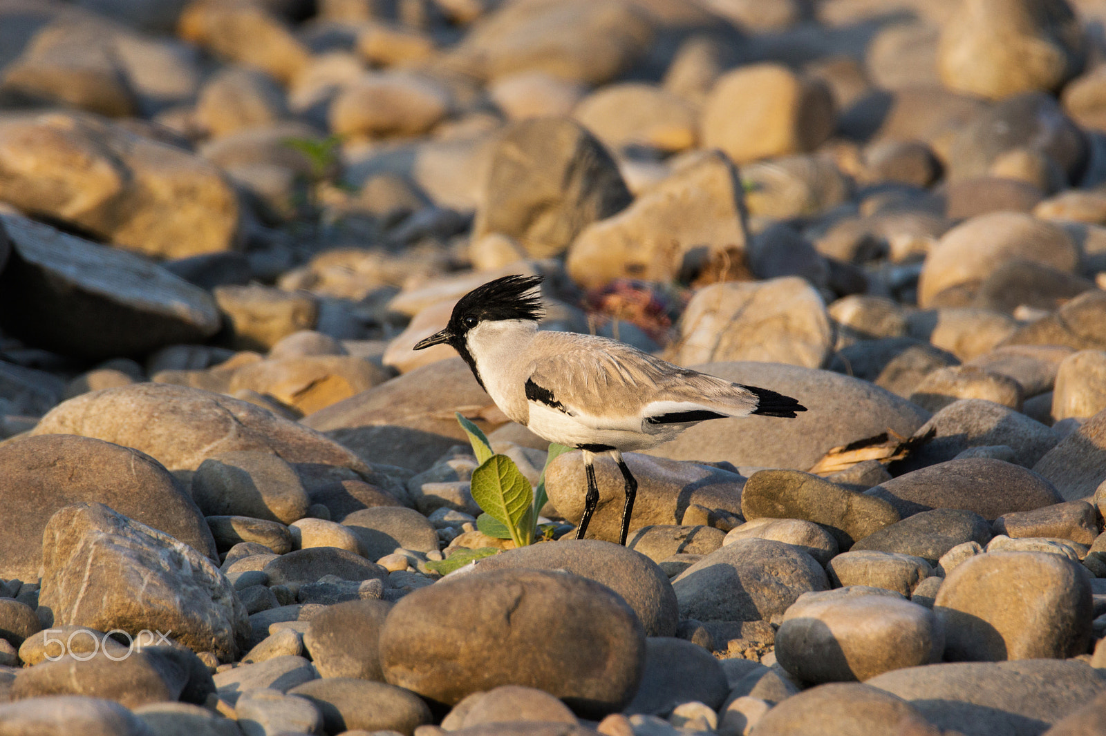 Sony SLT-A65 (SLT-A65V) + Tamron SP 150-600mm F5-6.3 Di VC USD sample photo. River lapwing photography