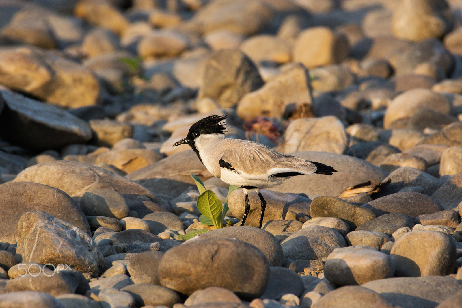 Sony SLT-A65 (SLT-A65V) sample photo. River lapwing photography