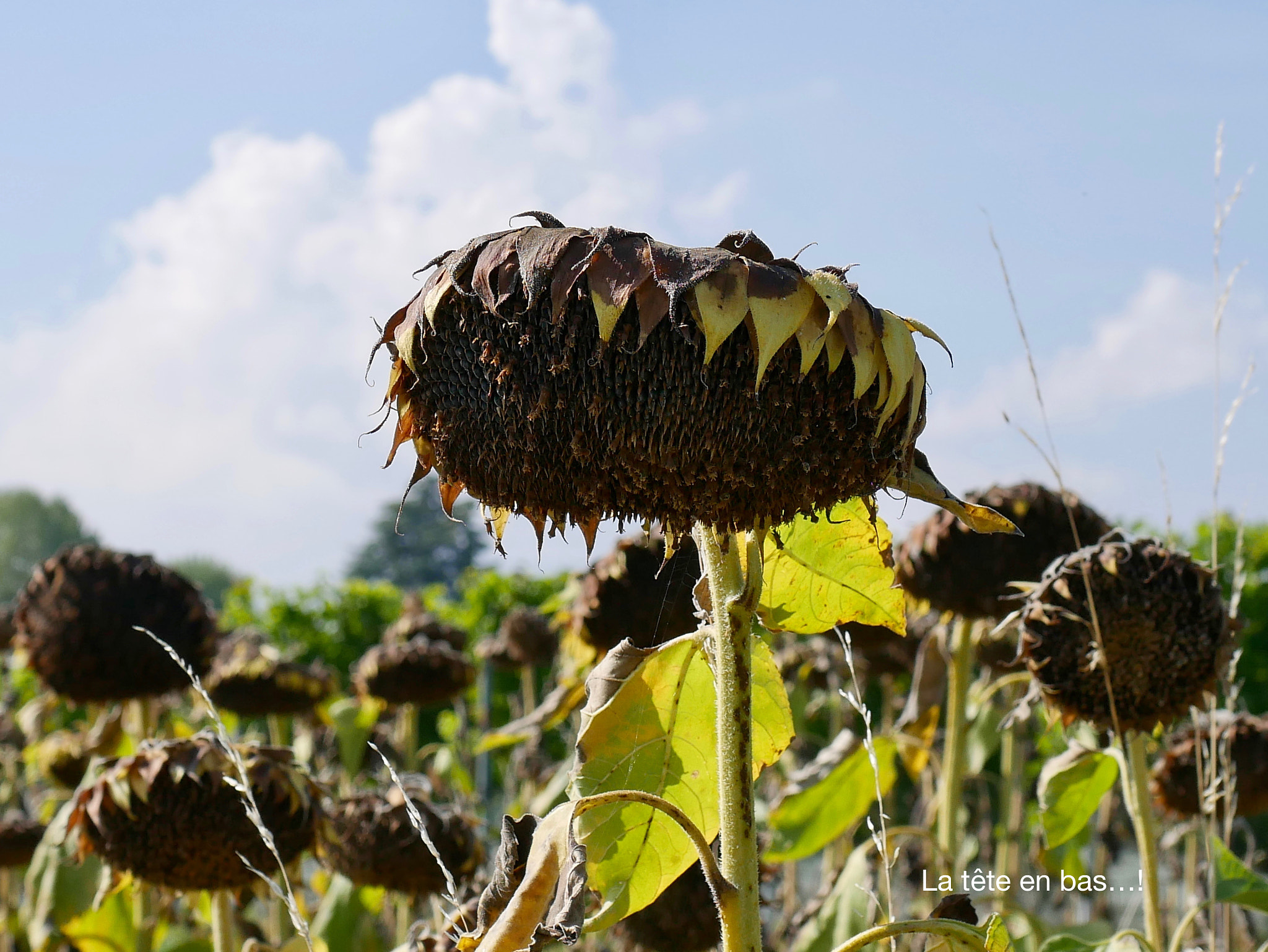 Panasonic DMC-G70 sample photo. La t^te en bas...! photography