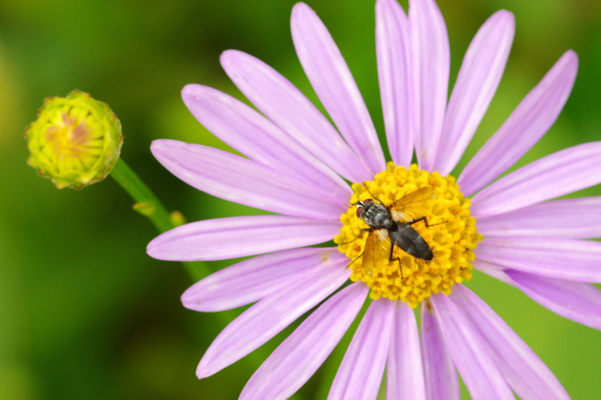 Pentax K-3 sample photo. Meeting  photography