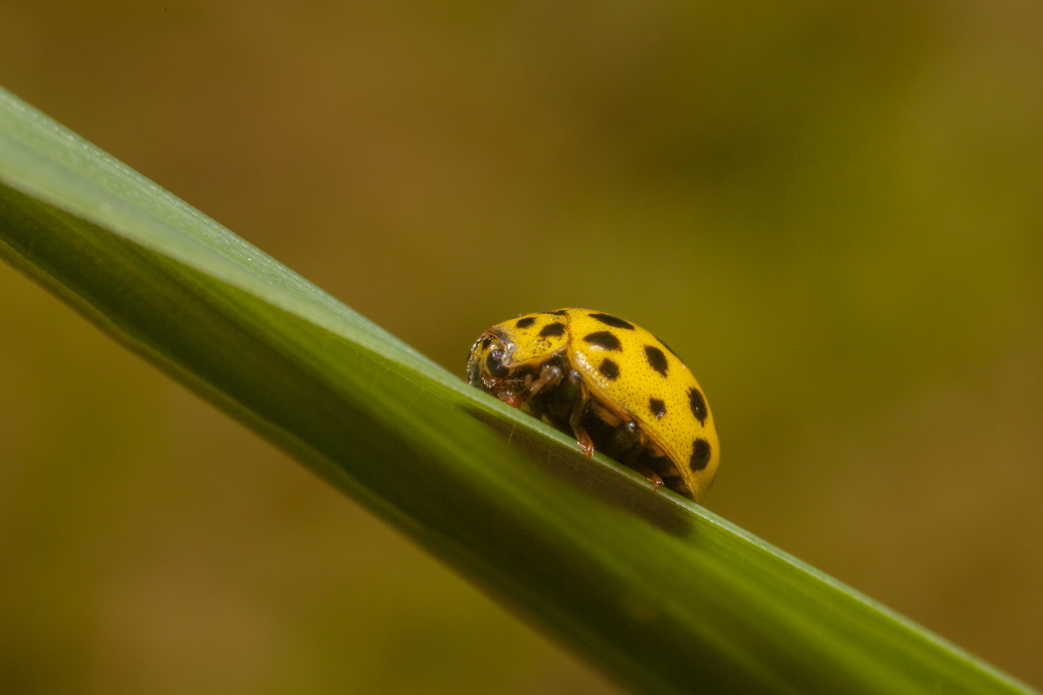 Canon MP-E 65mm F2.5 1-5x Macro Photo sample photo. Psyllobora 22-punctata photography